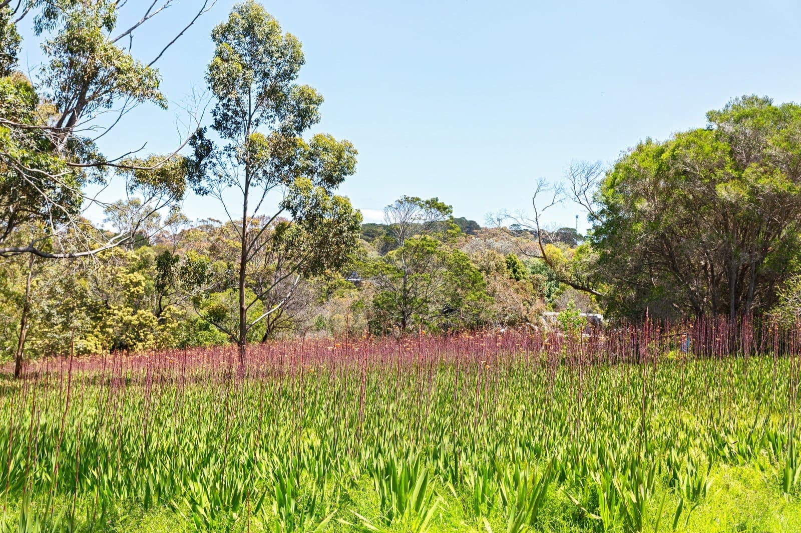 26 Rest Drive, Flinders, Flinders - Thumbnail 3