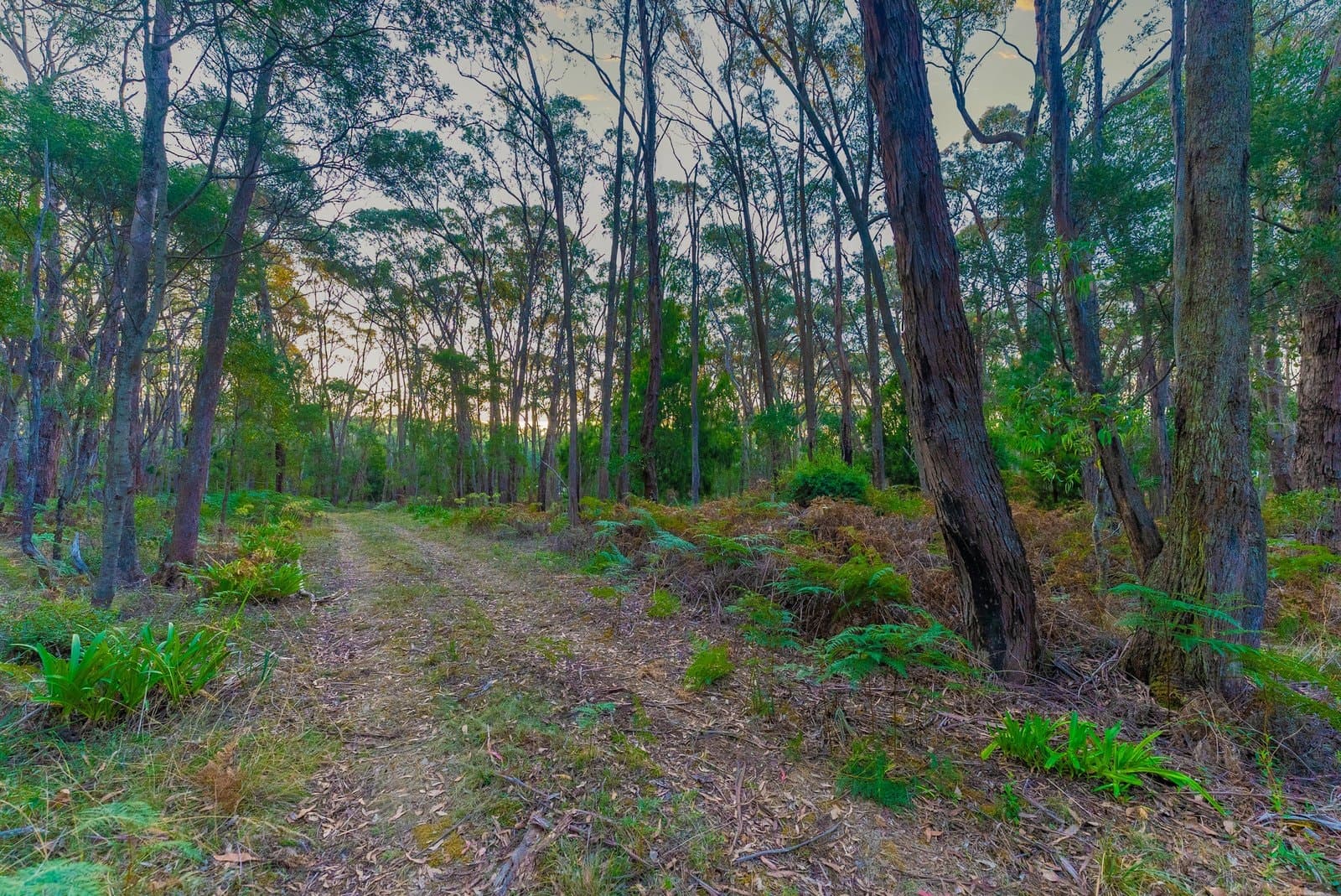 Lot 5 Howlett Road, Ross Creek, Ross Creek - Thumbnail 5