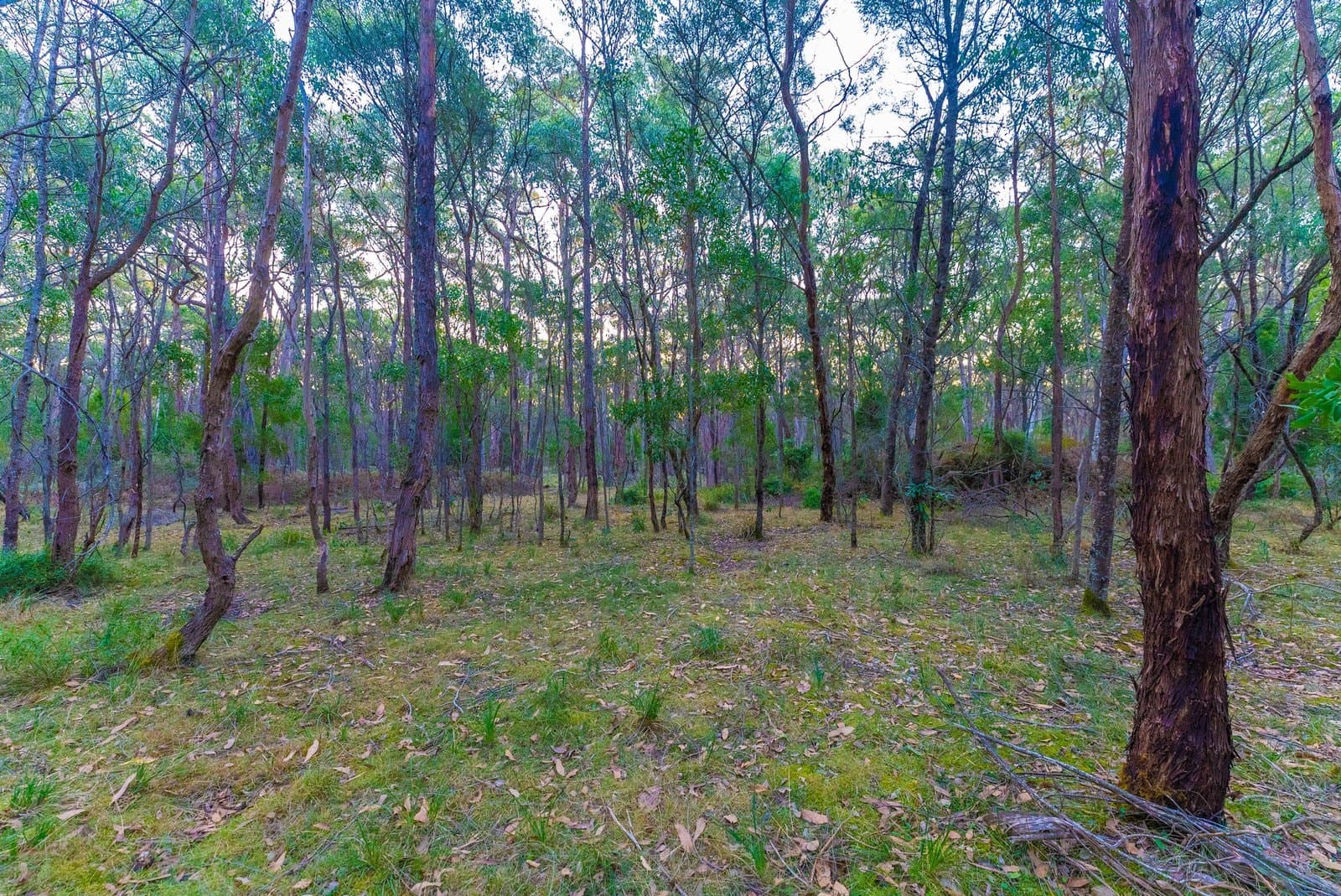 Lot 5 Howlett Road, Ross Creek, Ross Creek - Thumbnail 6