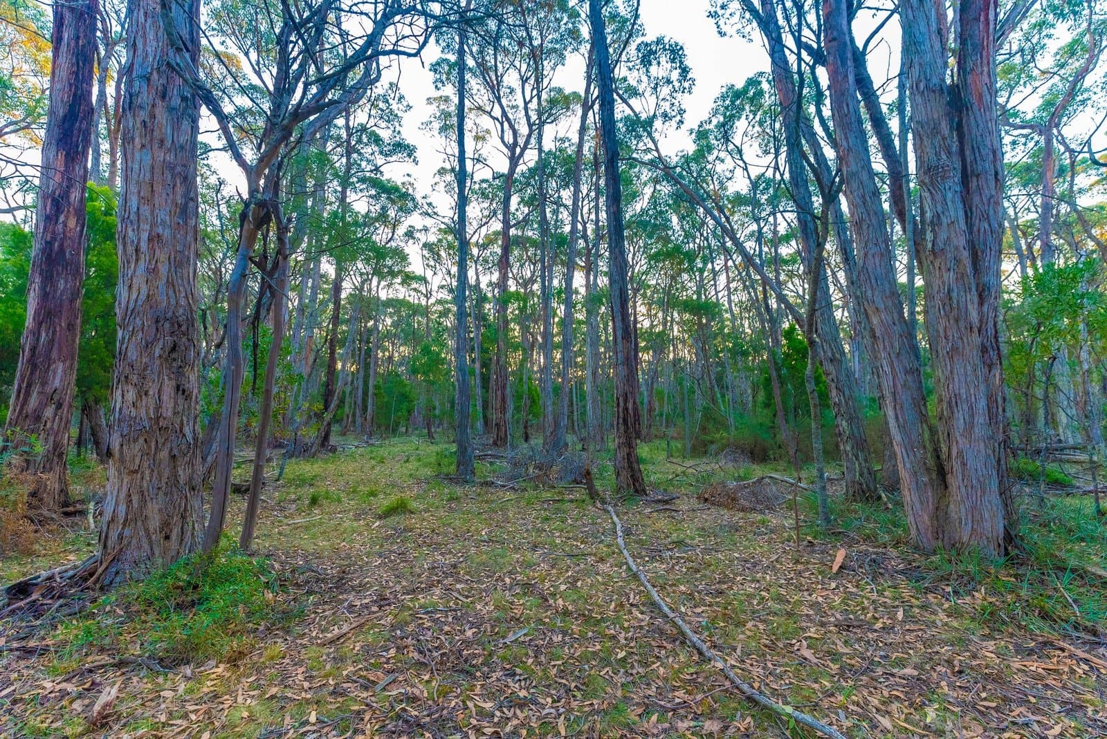 Lot 5 Howlett Road, Ross Creek, Ross Creek - Thumbnail 8