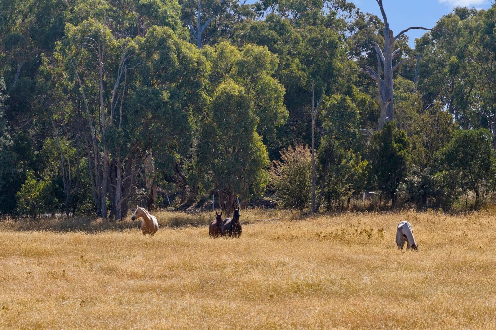960 Old Tolmie Road, Barwite VIC 3722, Barwite - Thumbnail 2