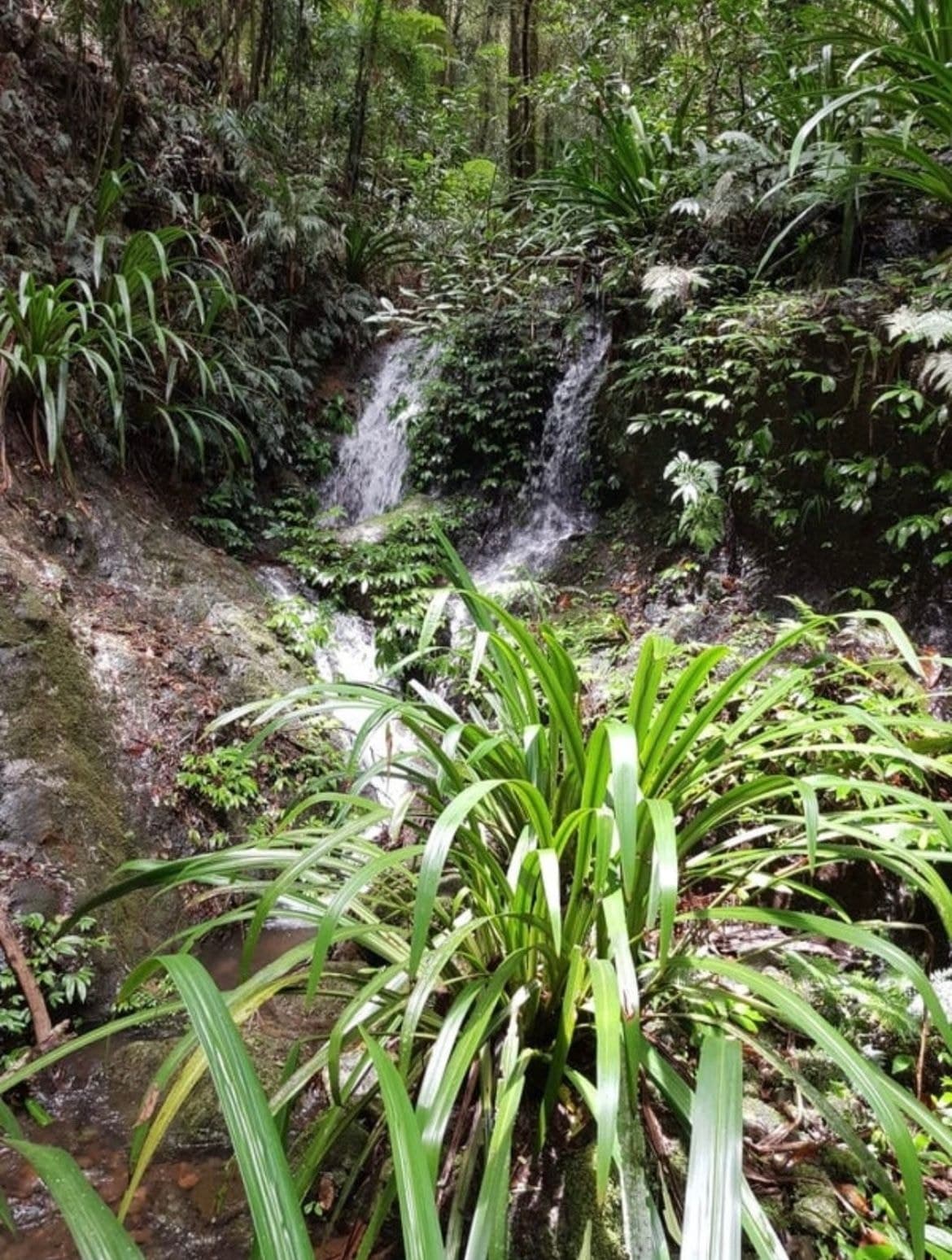 162 Repeater Station Road, Springbrook QLD 4213, Springbrook - Image 1