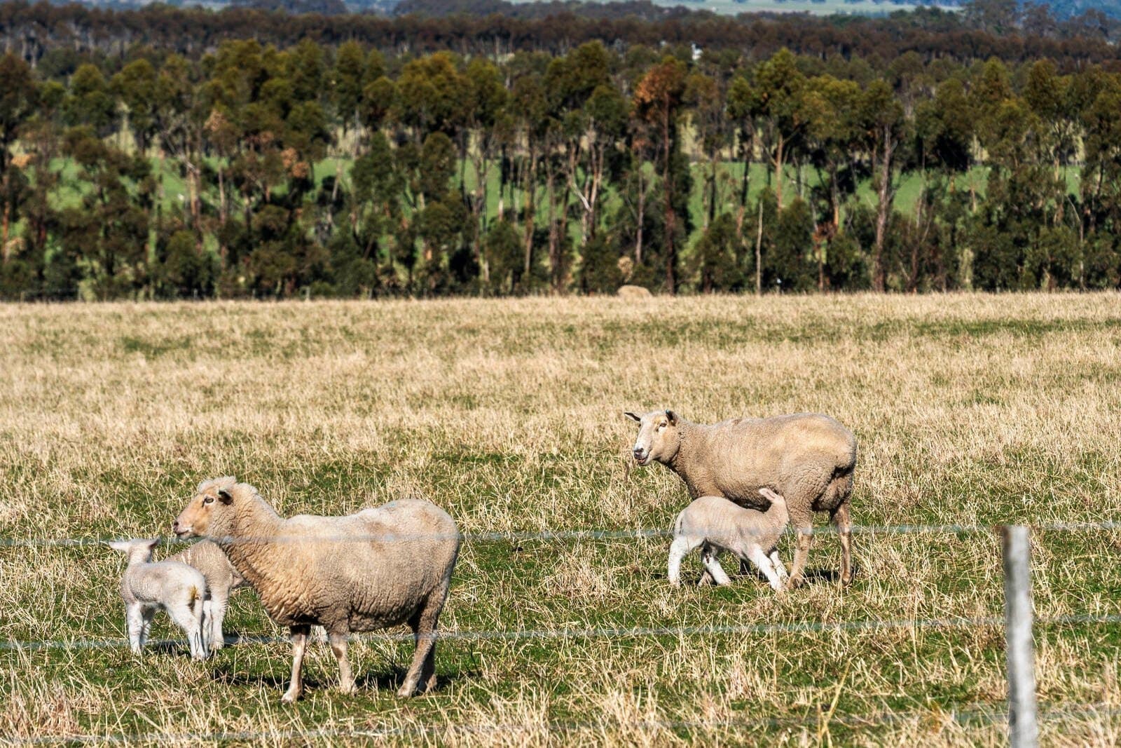 Lot 1 / 45-65 Raglan Street, Modewarre, VIC, 3240, Modewarre - Thumbnail 7