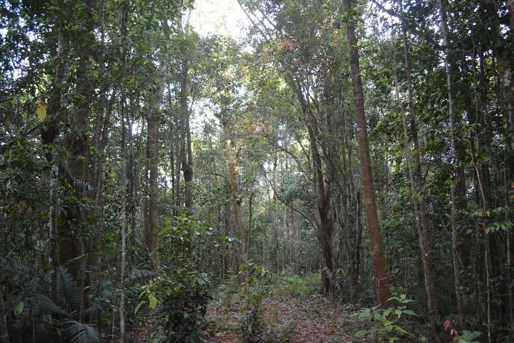 9 Middlebrook Rd, Millaa Millaa, QLD, 4886, Millaa Millaa - Thumbnail 2