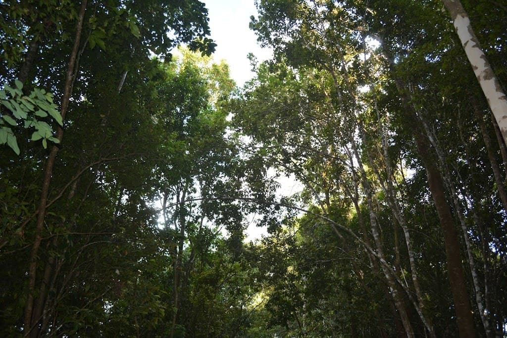 9 Middlebrook Rd, Millaa Millaa, QLD, 4886, Millaa Millaa - Thumbnail 3