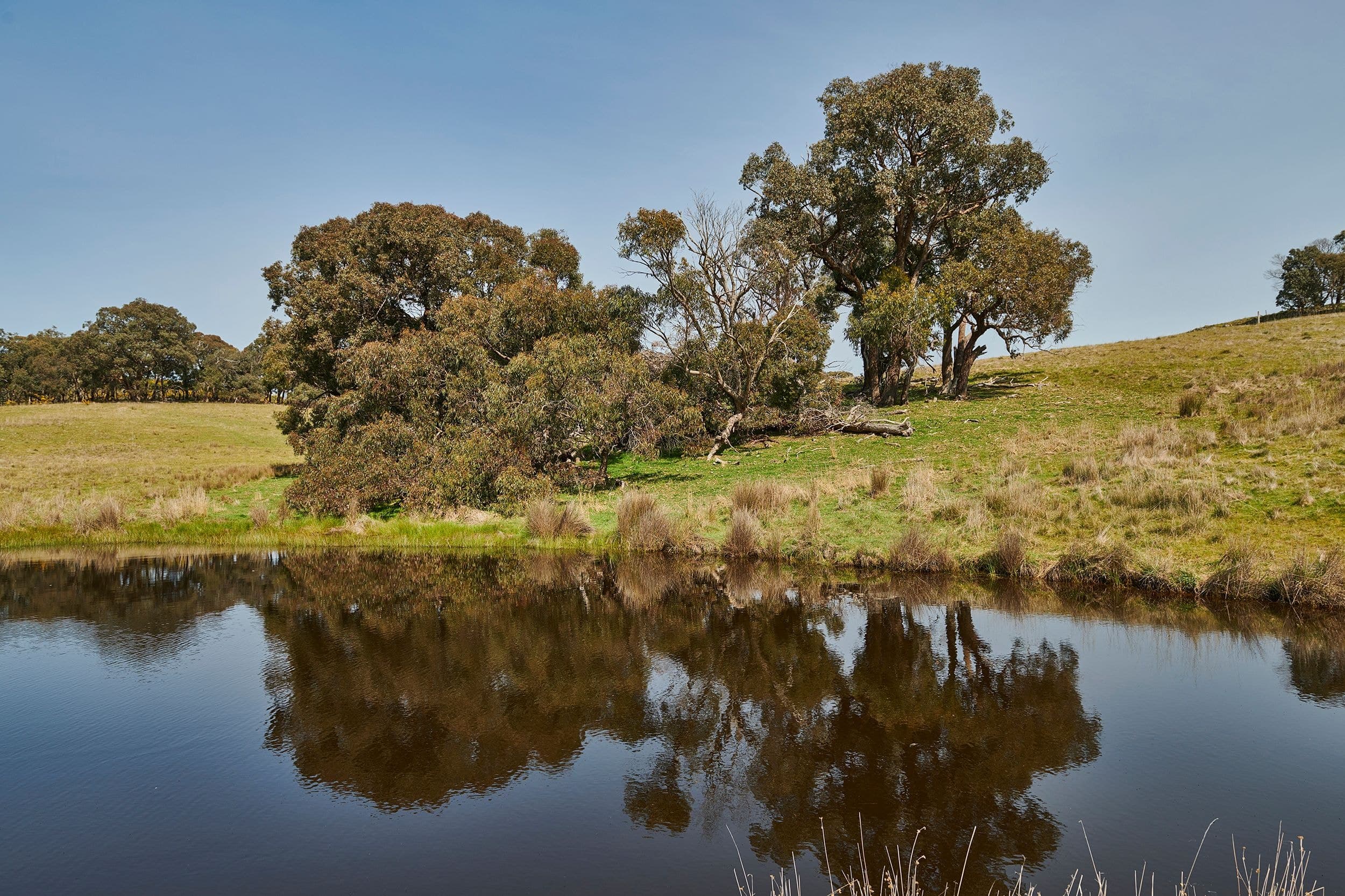 204 Hayes Gully Road, Tooborac VIC 3522, Tooborac - Thumbnail 8