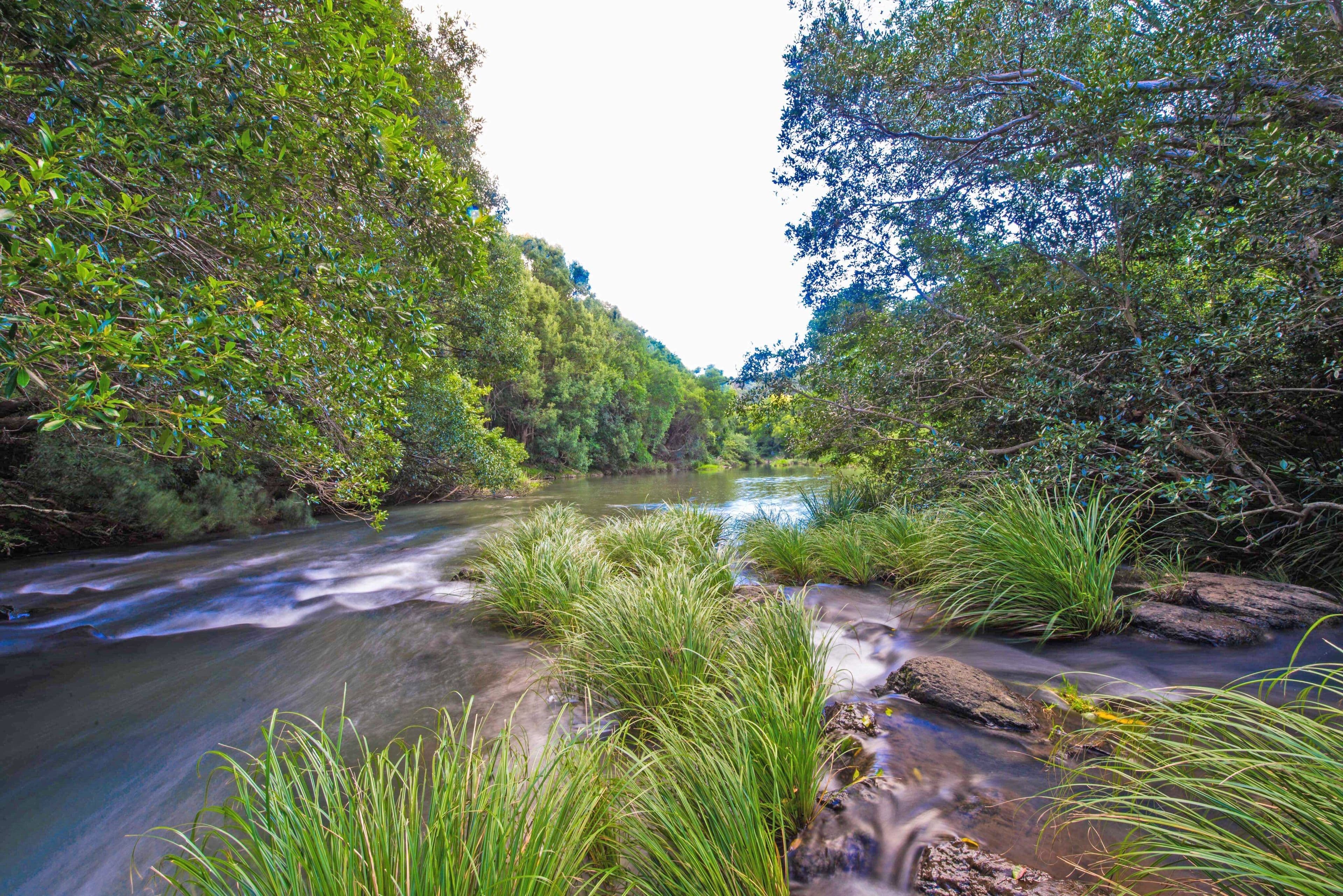 Coorabell NSW 2479, Coorabell - Thumbnail 2