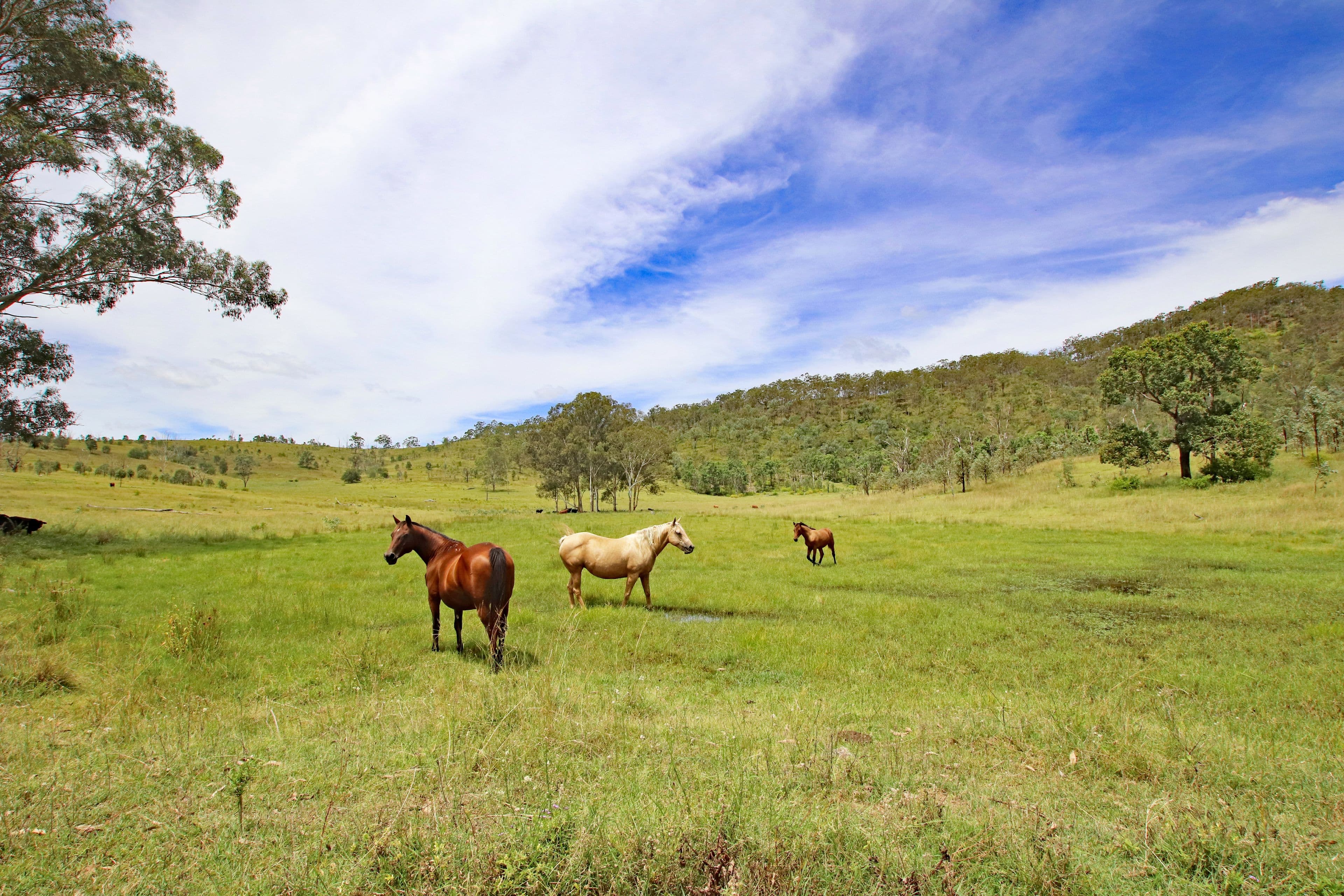 "Twin Creeks" 1472 Twin Creeks Road, Yarrol QLD 4630, Yarrol - Thumbnail 3