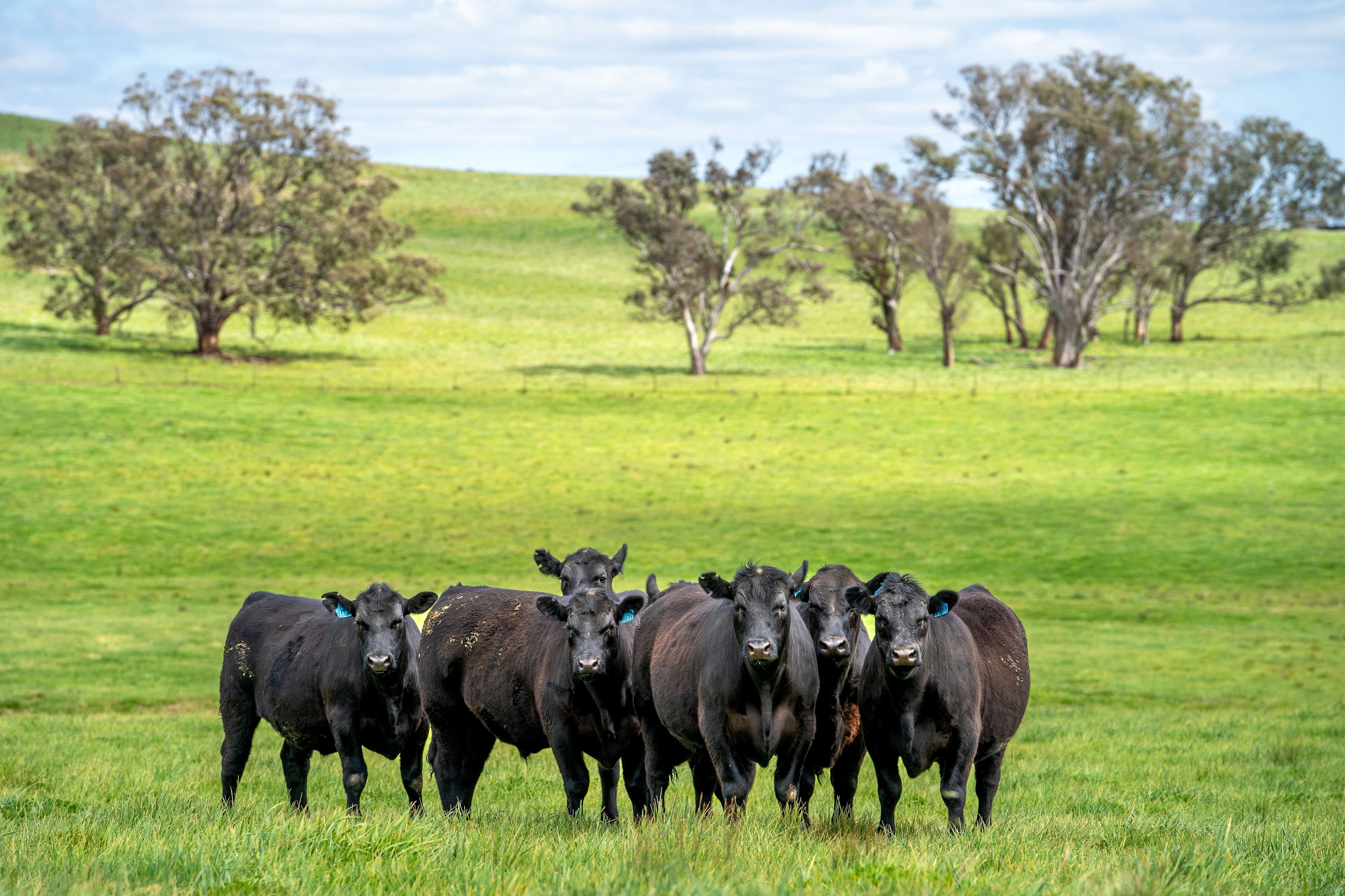 'Cronga Peak' 157 Cronga Peak Road, Molong NSW 2866, Molong - Image 1