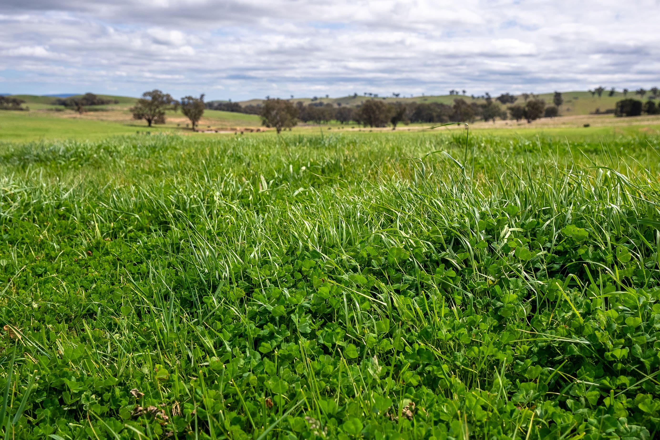 'Cronga Peak' 157 Cronga Peak Road, Molong NSW 2866, Molong - Thumbnail 3