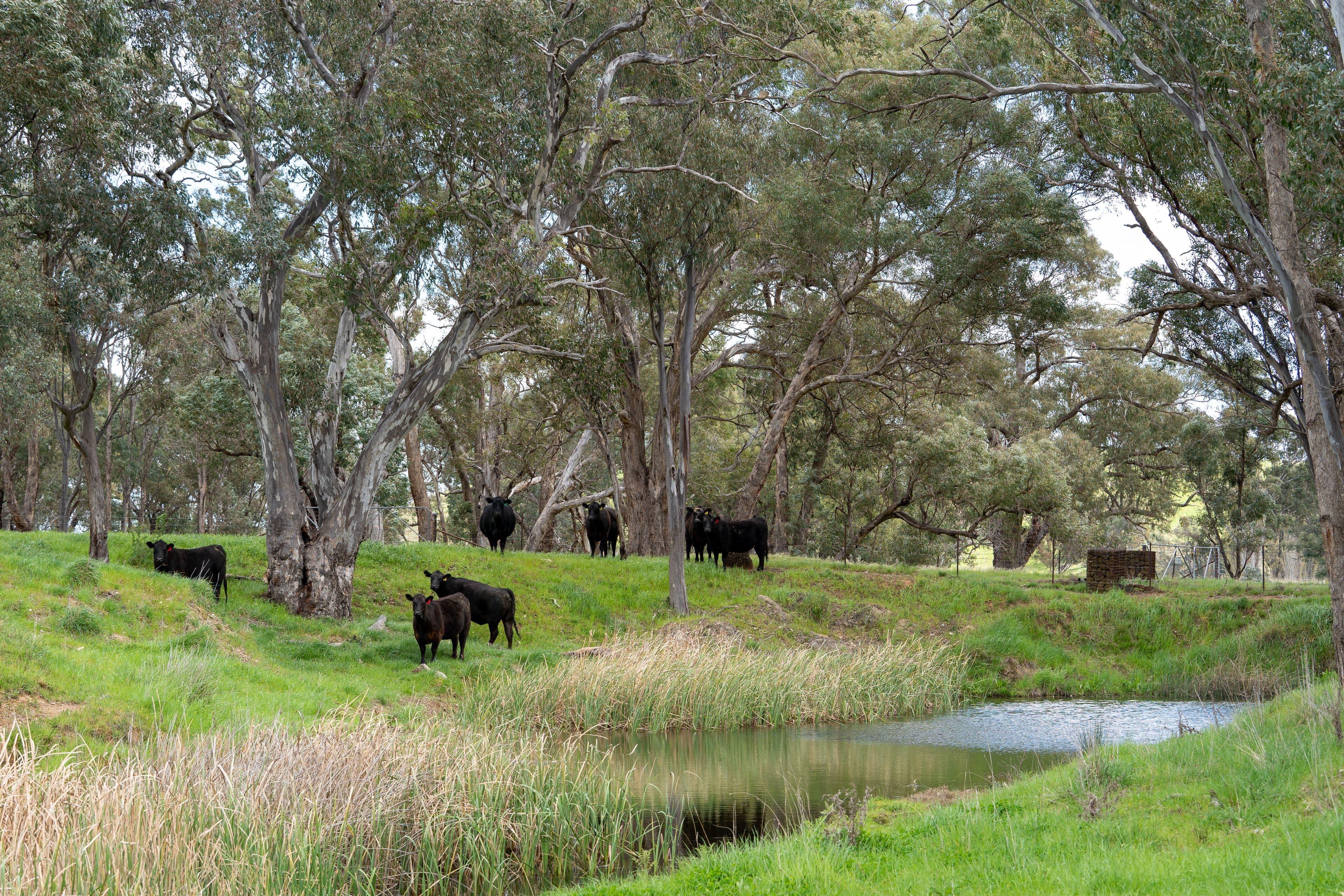 'Cronga Peak' 157 Cronga Peak Road, Molong NSW 2866, Molong - Thumbnail 5