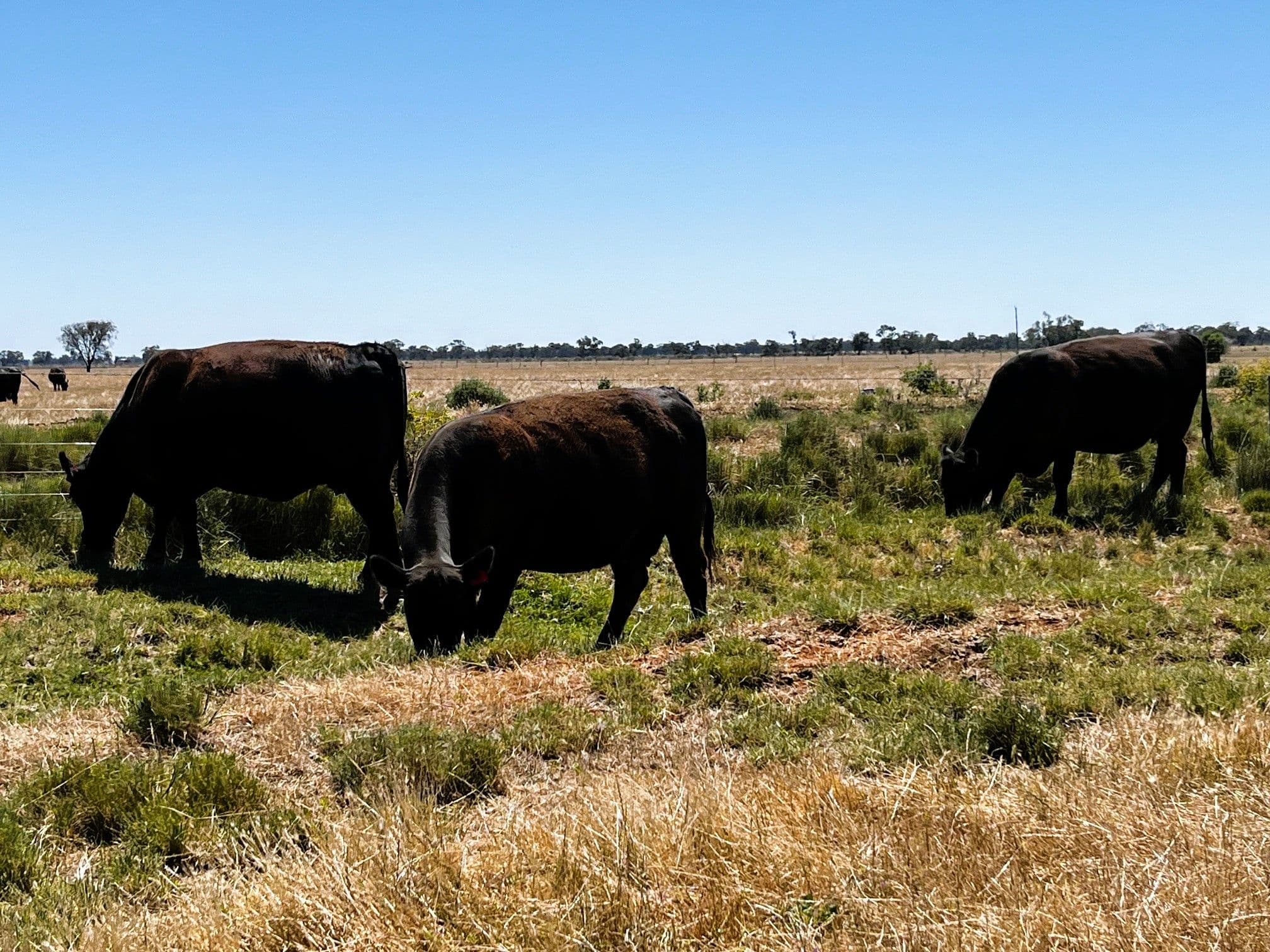 8499 Murray Valley Highway, Kerang East VIC 3579, Kerang East - Thumbnail 6