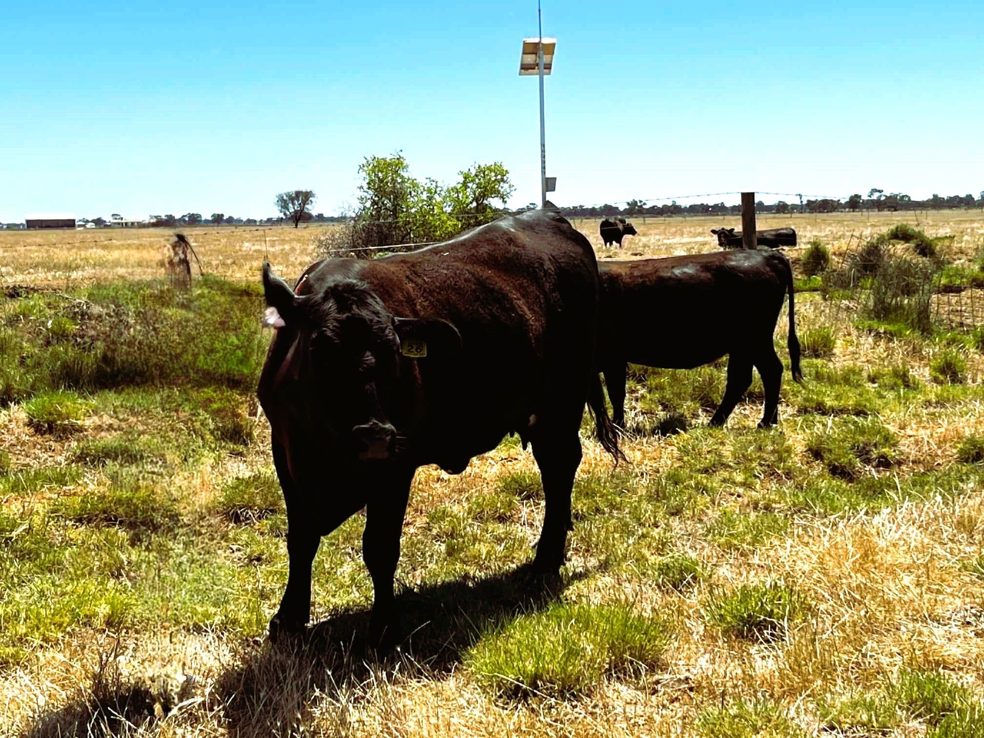 8499 Murray Valley Highway, Kerang East VIC 3579, Kerang East - Thumbnail 7
