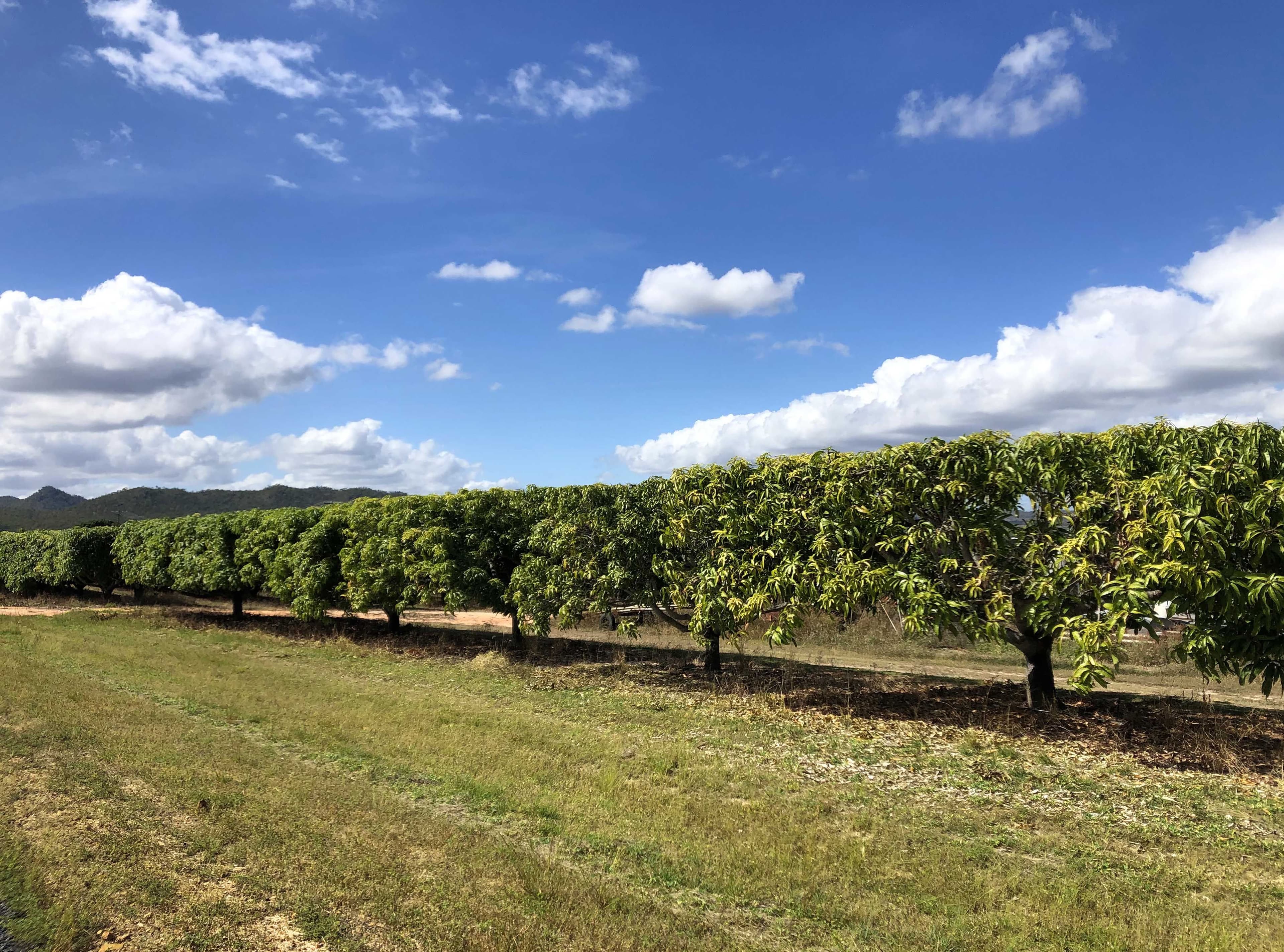 Dimbulah QLD 4872, Dimbulah - Image 1