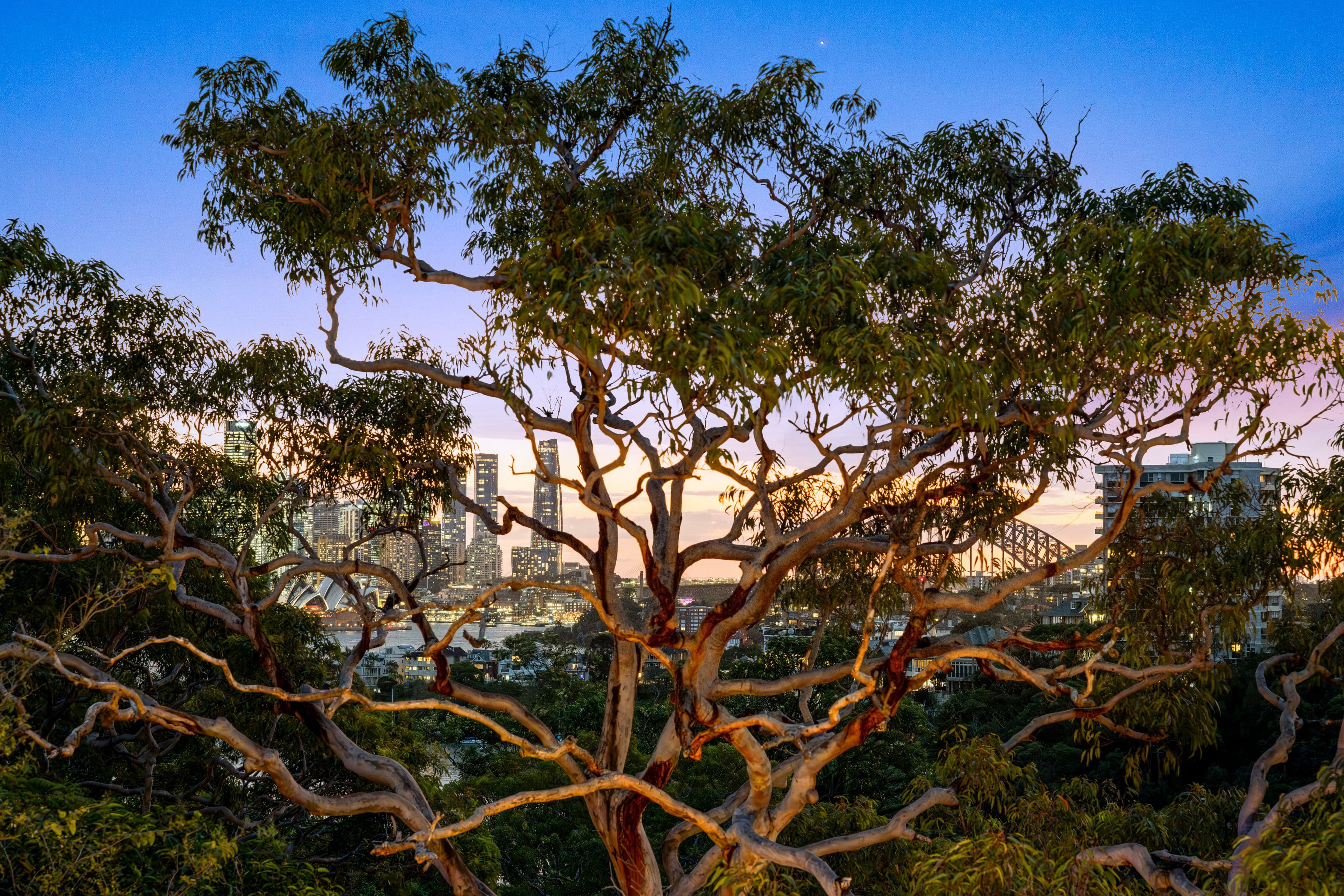 7 Rickard Avenue, Mosman NSW 2088, Mosman - Thumbnail 5