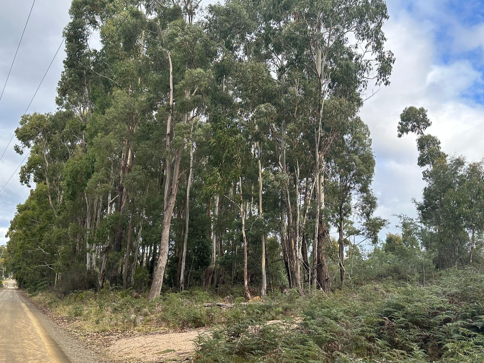 41 Wadleys Road, Reedy Marsh TAS 7304, Reedy Marsh - Image 1