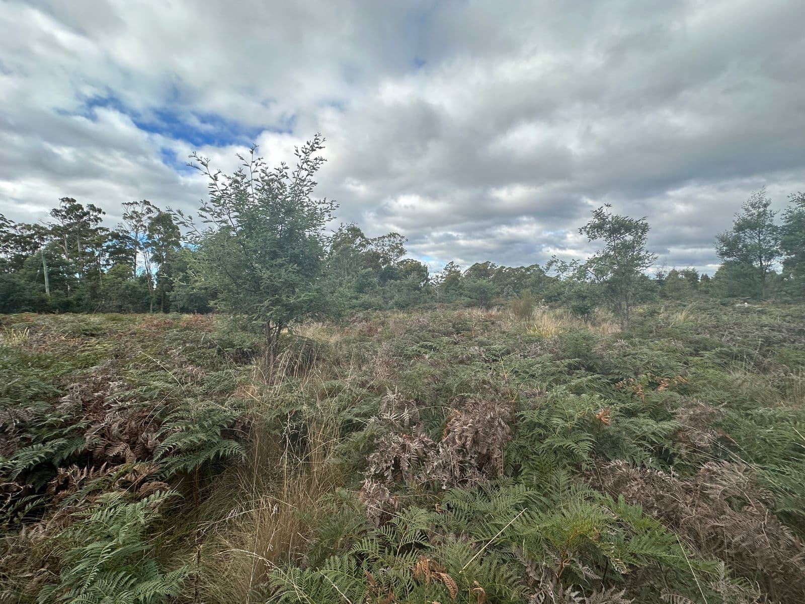 41 Wadleys Road, Reedy Marsh TAS 7304, Reedy Marsh - Thumbnail 3