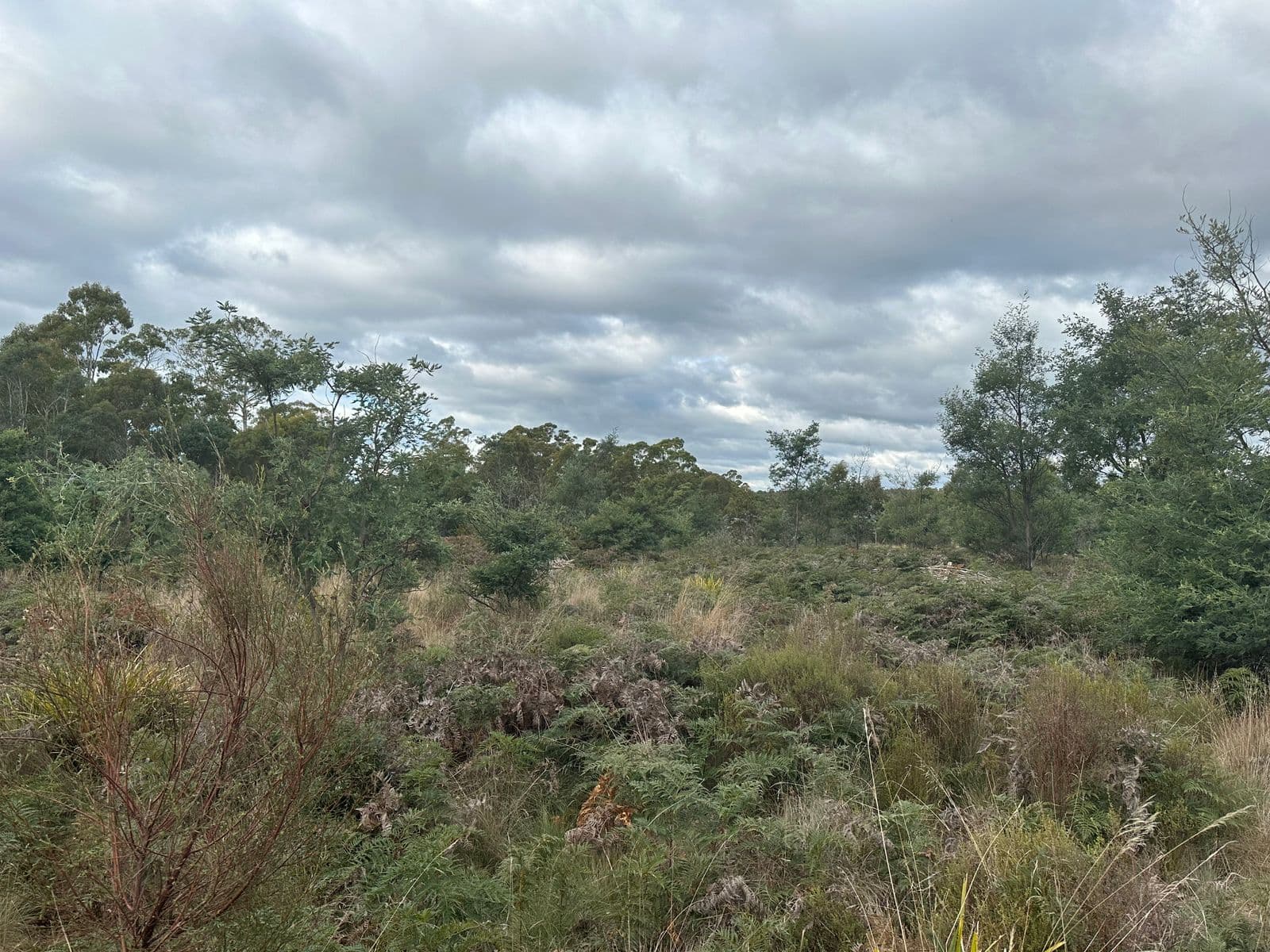 41 Wadleys Road, Reedy Marsh TAS 7304, Reedy Marsh - Thumbnail 5