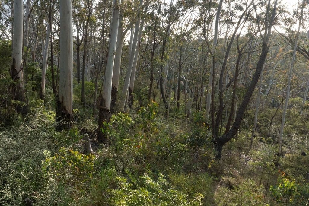 6 Alma Lane, Katoomba - Thumbnail 2