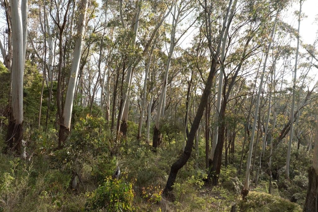 6 Alma Lane, Katoomba - Thumbnail 5