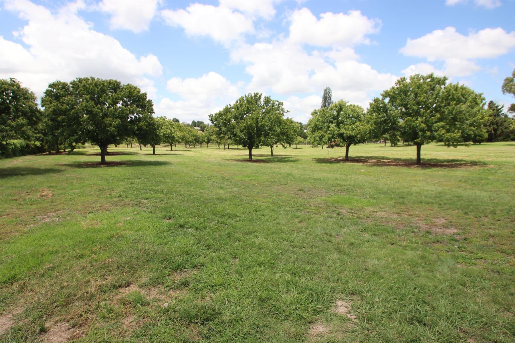 443 Rouse Street, Tenterfield NSW 2372, Tenterfield - Thumbnail 4