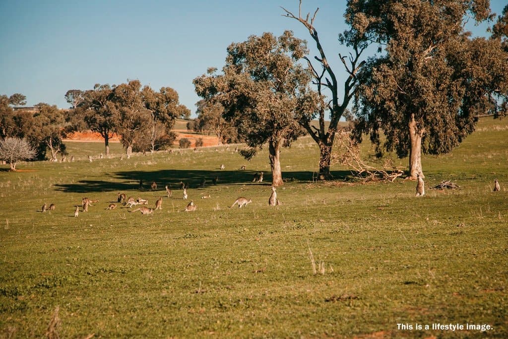 Lot 66 Astley Close, LLOYD NSW 2650, Lloyd - Thumbnail 4