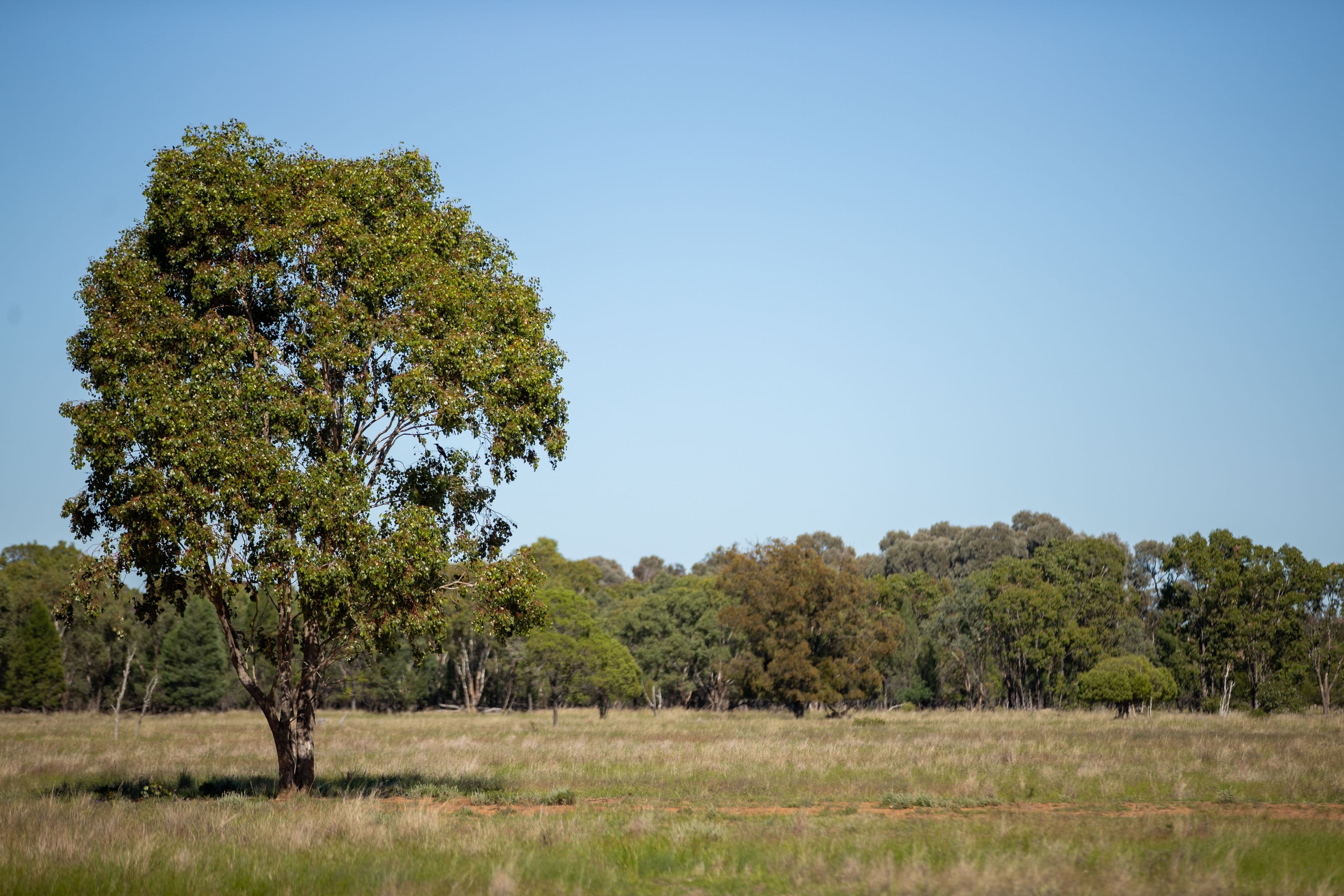2102 Wyaga Road, Goondiwindi QLD 4390, Goondiwindi - Thumbnail 8