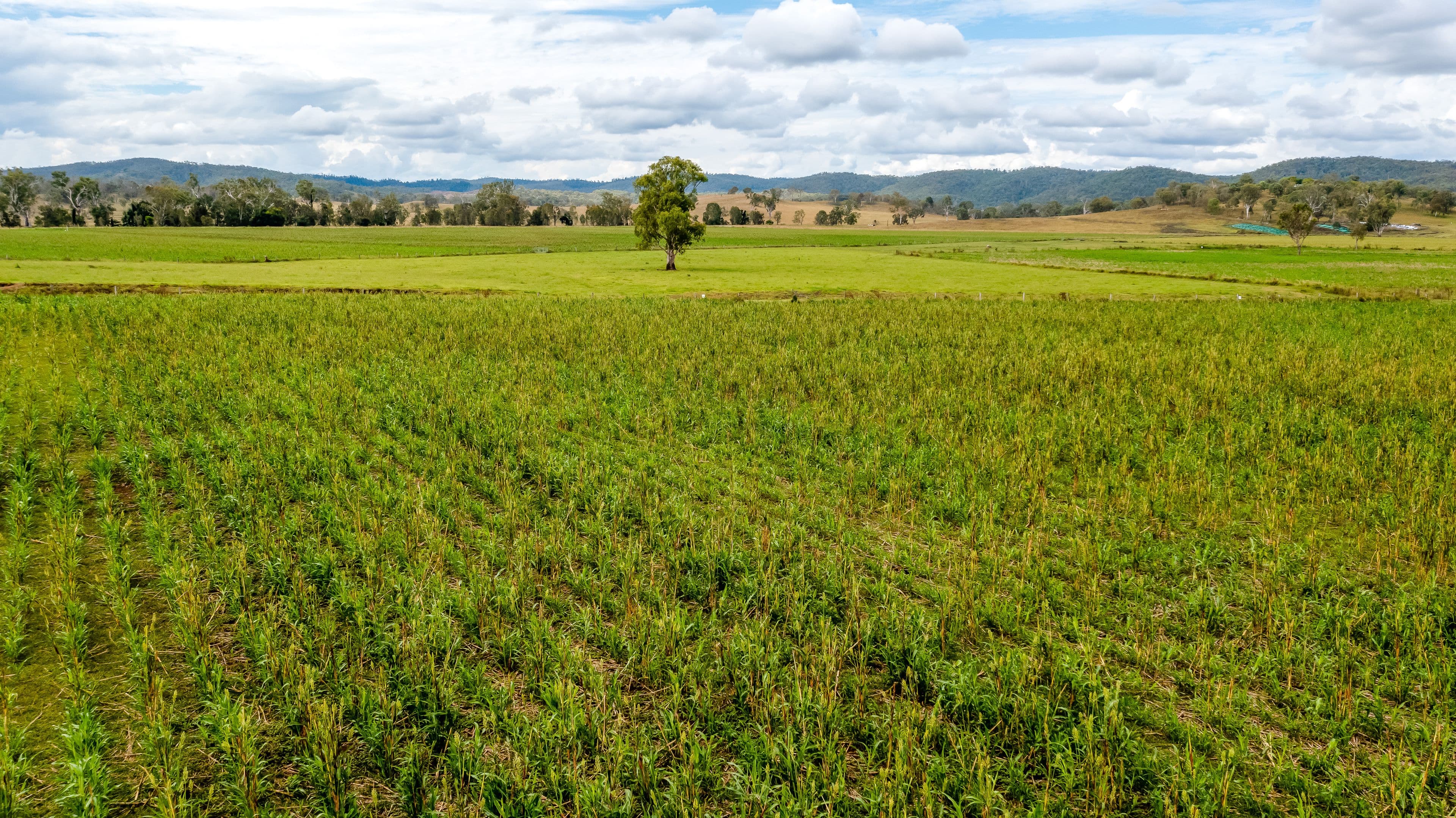 Galloway Downs 187 & 193 Macaulay Road, Tansey QLD 4601, Tansey - Thumbnail 7