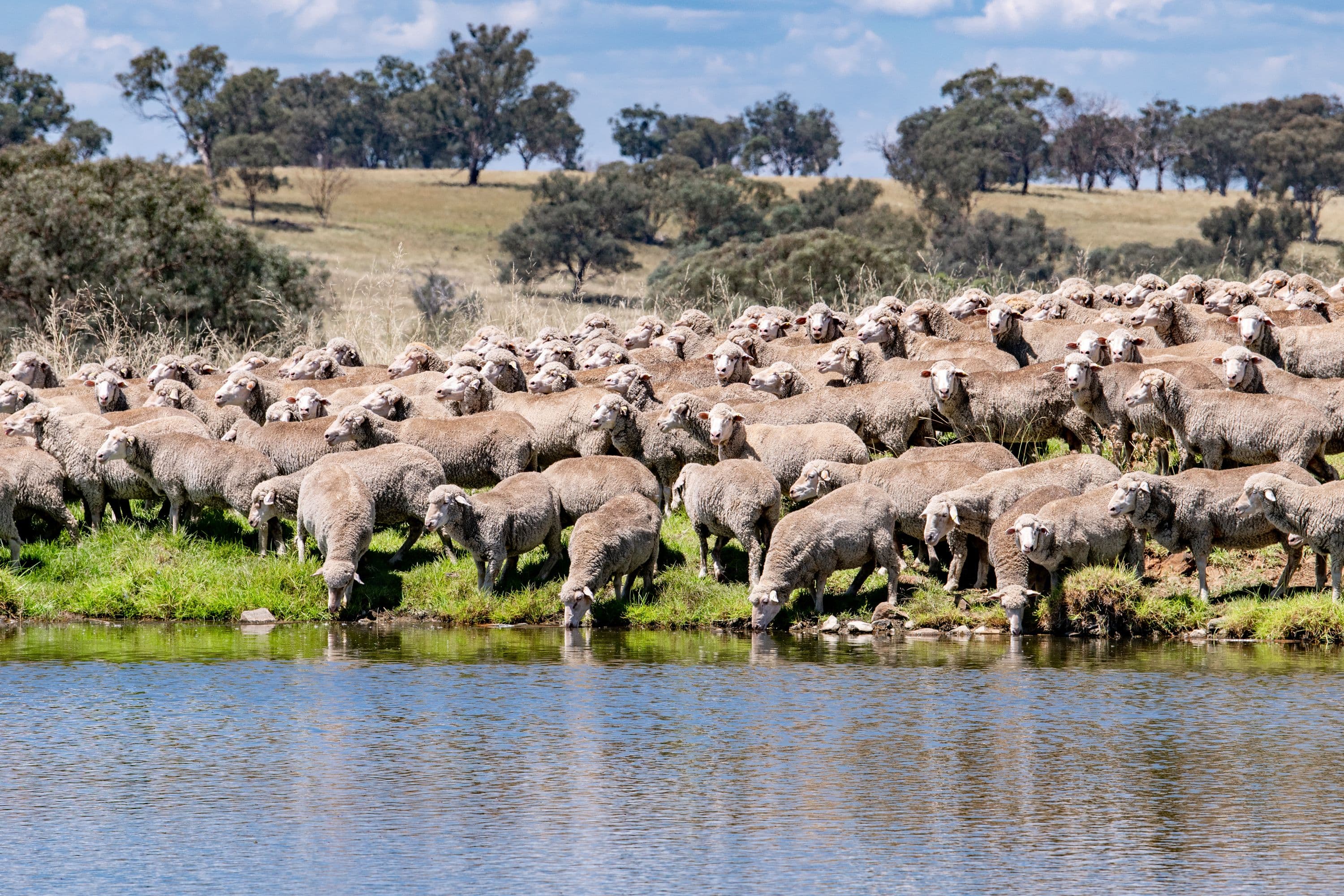 6690 Newell Highway, Gowang NSW 2357, Gowang - Image 1
