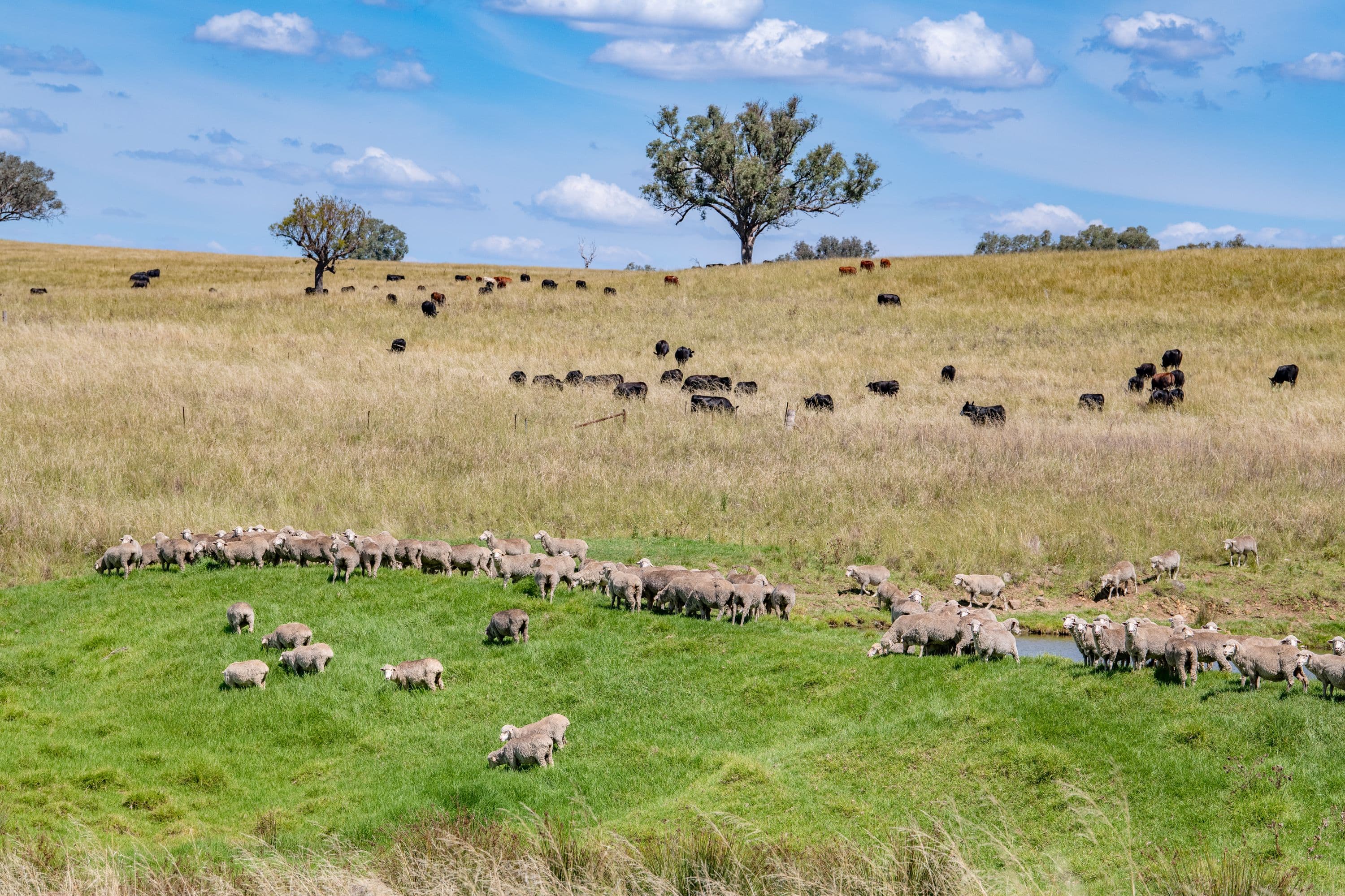 6690 Newell Highway, Gowang NSW 2357, Gowang - Thumbnail 5