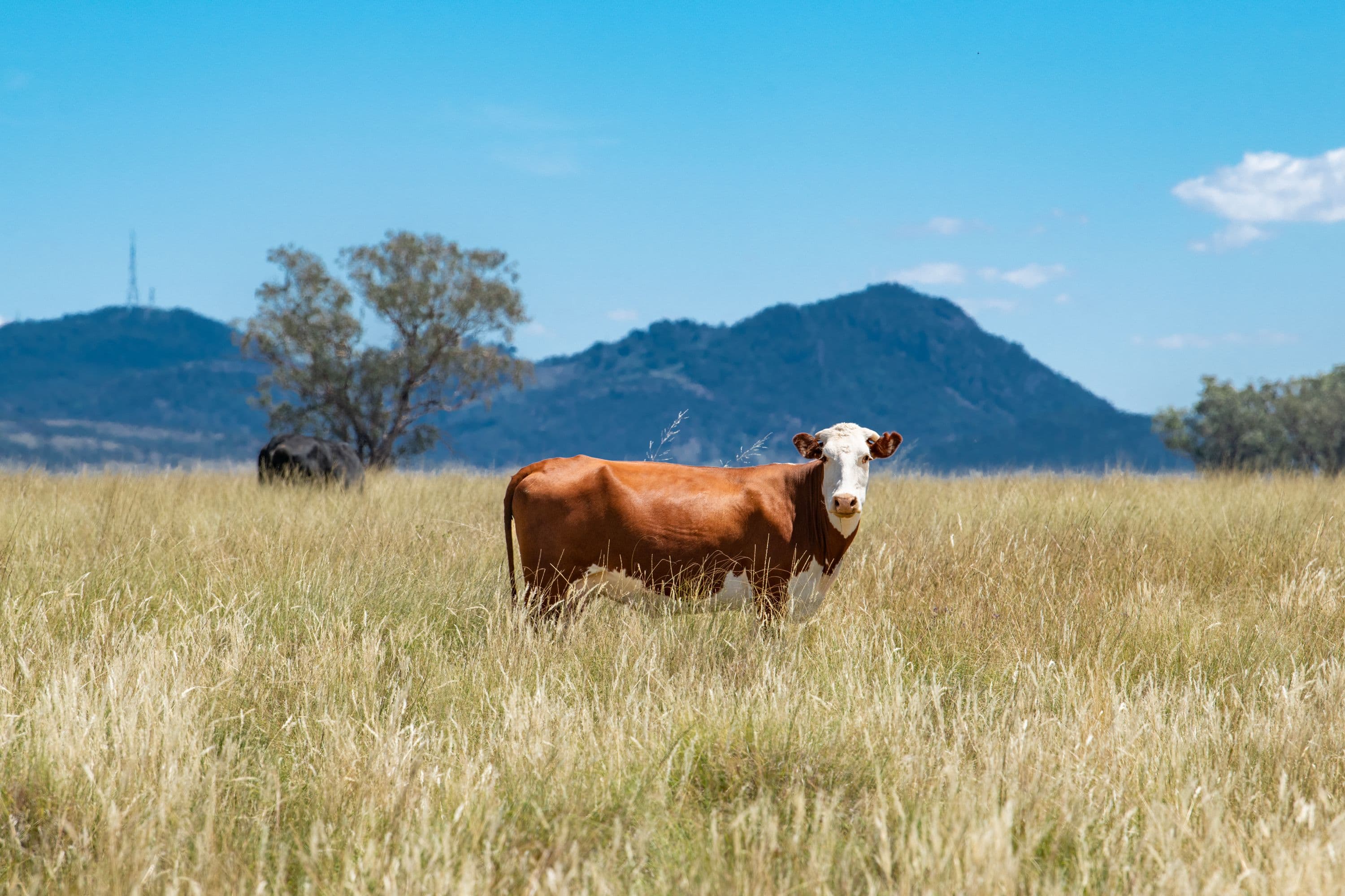 6690 Newell Highway, Gowang NSW 2357, Gowang - Thumbnail 6
