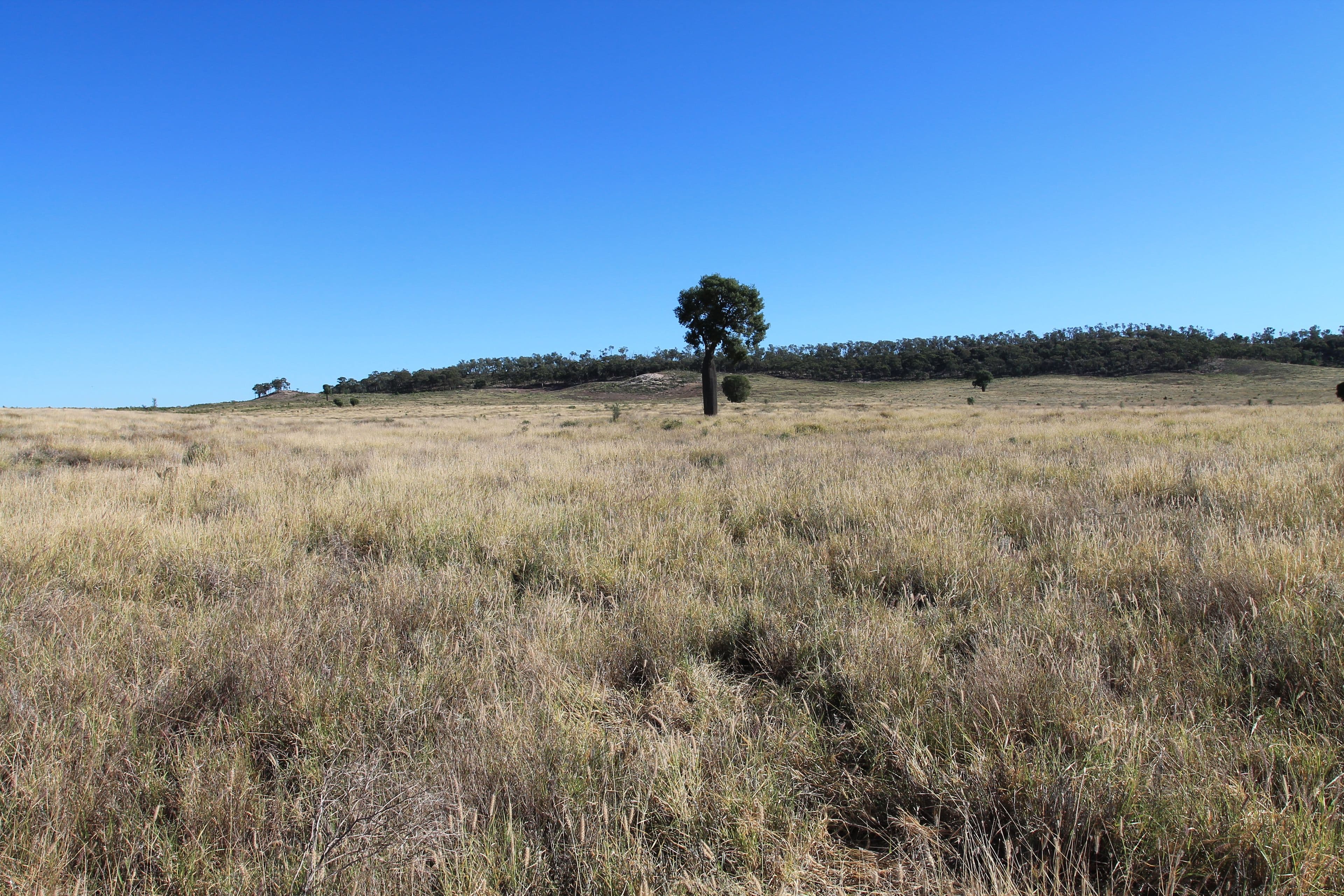 1003 Nebine Road, Morven QLD 4468, Morven - Image 1