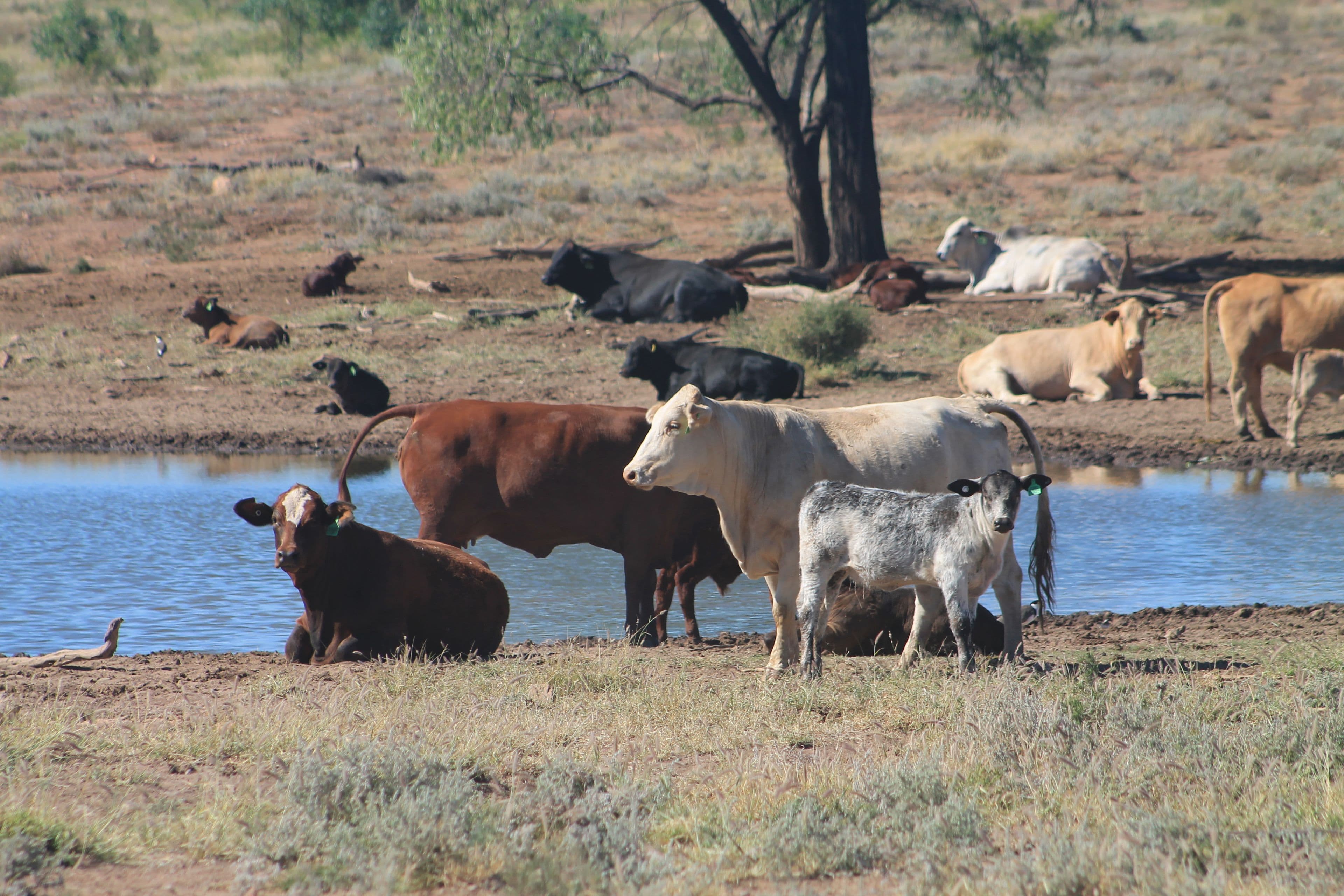 1003 Nebine Road, Morven QLD 4468, Morven - Thumbnail 5