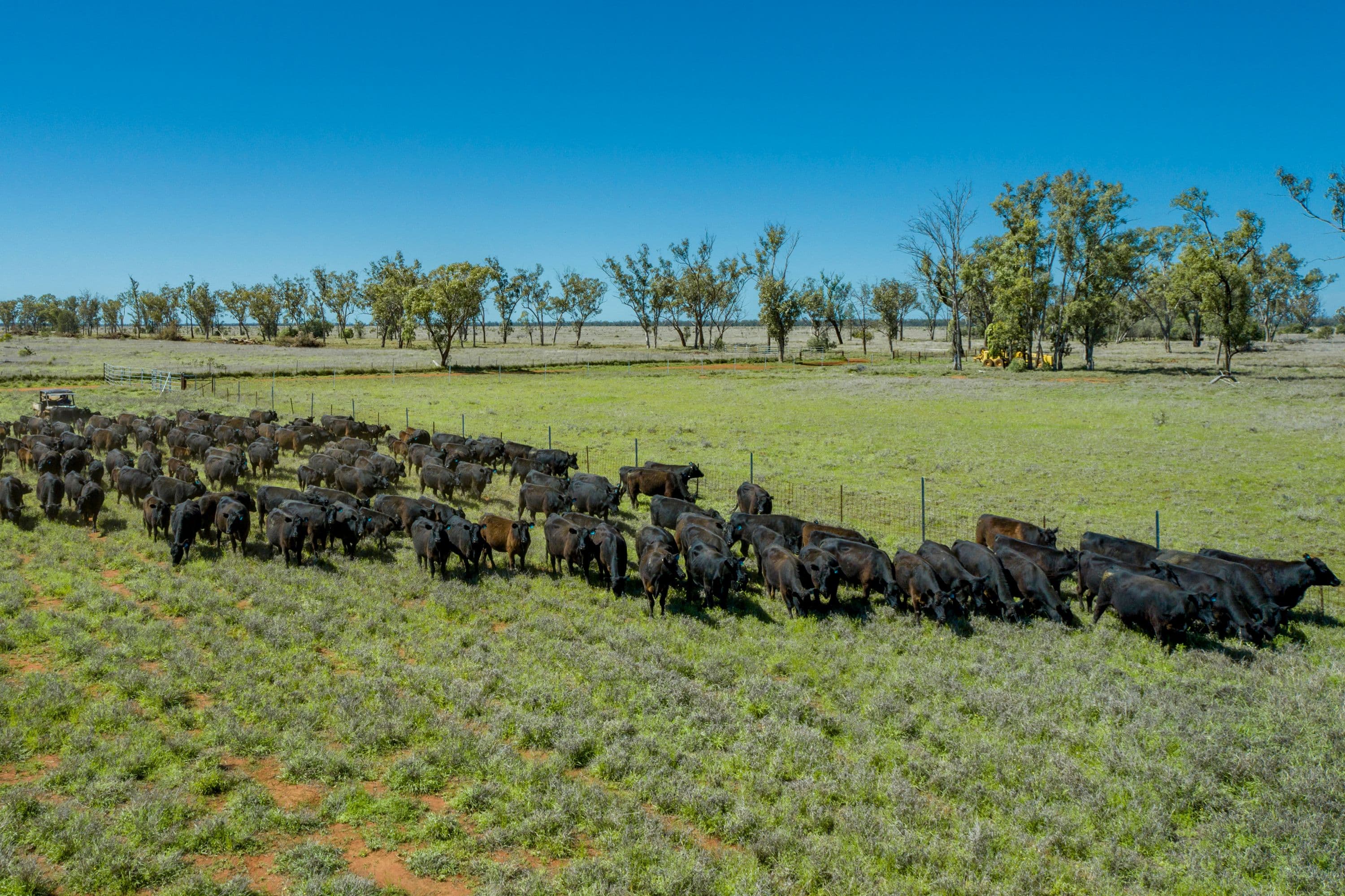 19180 St George Mitchell Road, St George QLD 4487, St George - Image 1