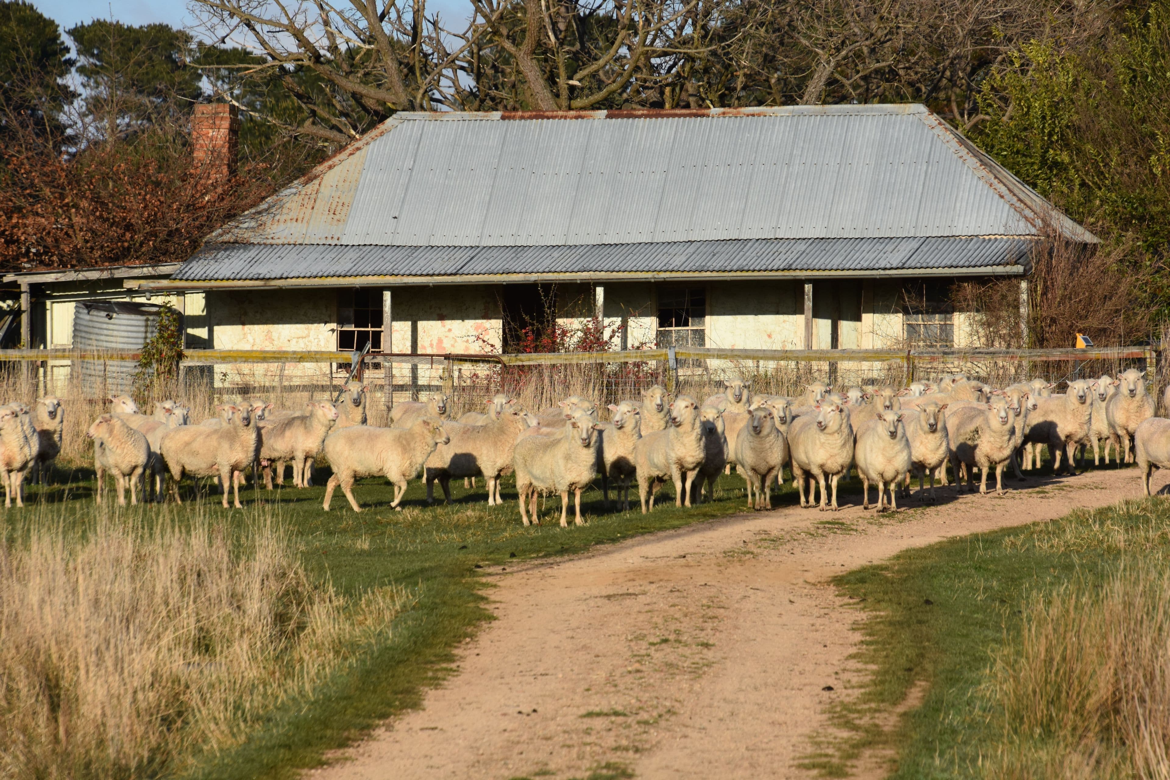 299 & 374 Dowsetts Lane, HOBBYS YARDS NSW 2795, Hobbys Yards - Thumbnail 2