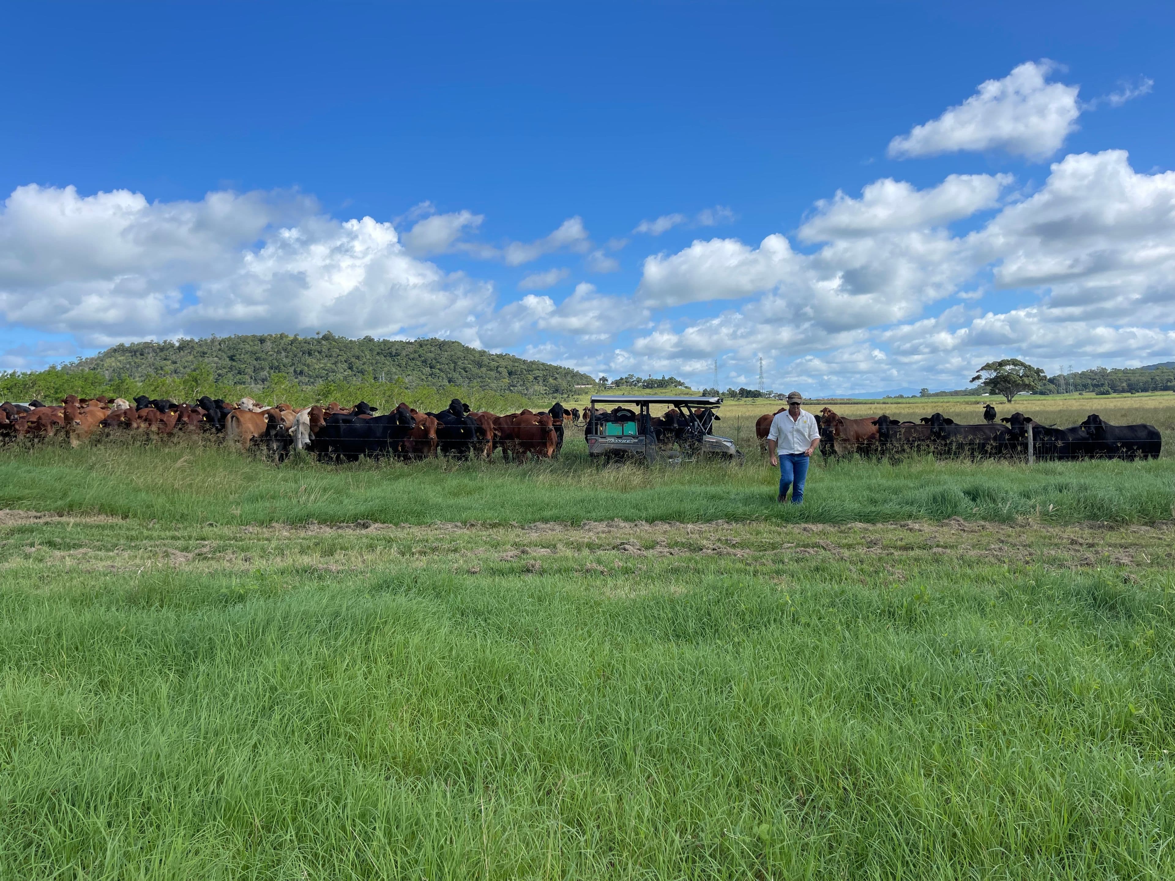 84 Austin Road, Walkerston QLD 4751, Walkerston - Thumbnail 3