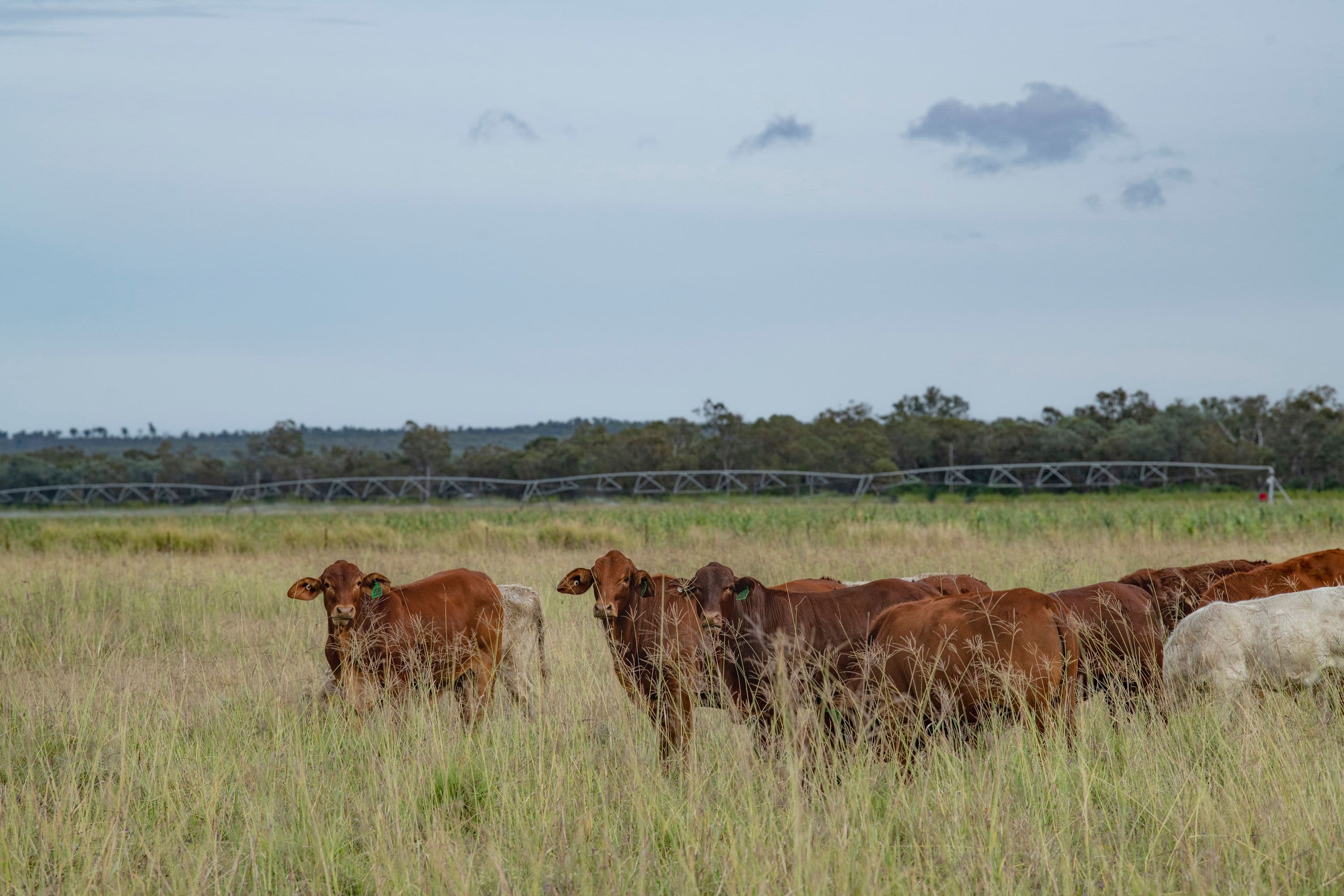 25244 Cunningham Highway, Inglewood QLD 4387, Inglewood - Image 1