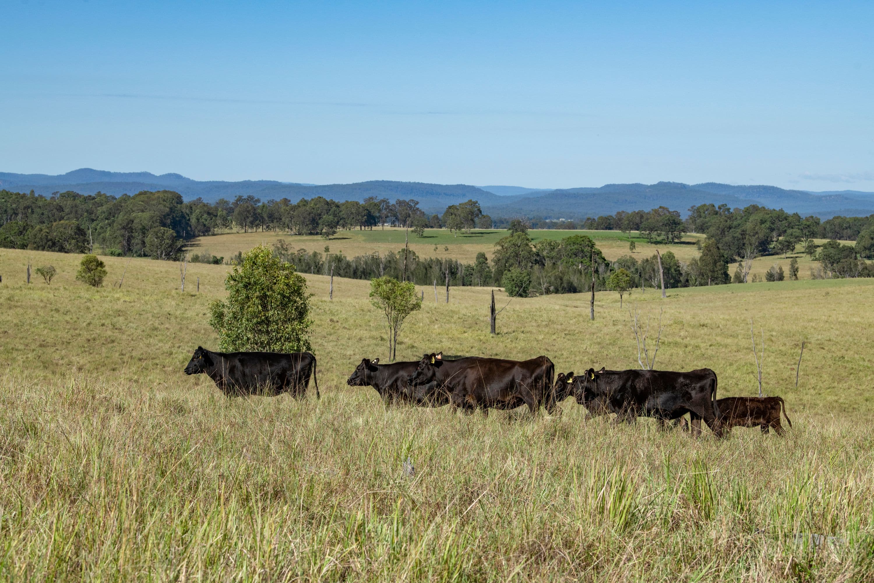 Grafton NSW 2460, Grafton - Thumbnail 2