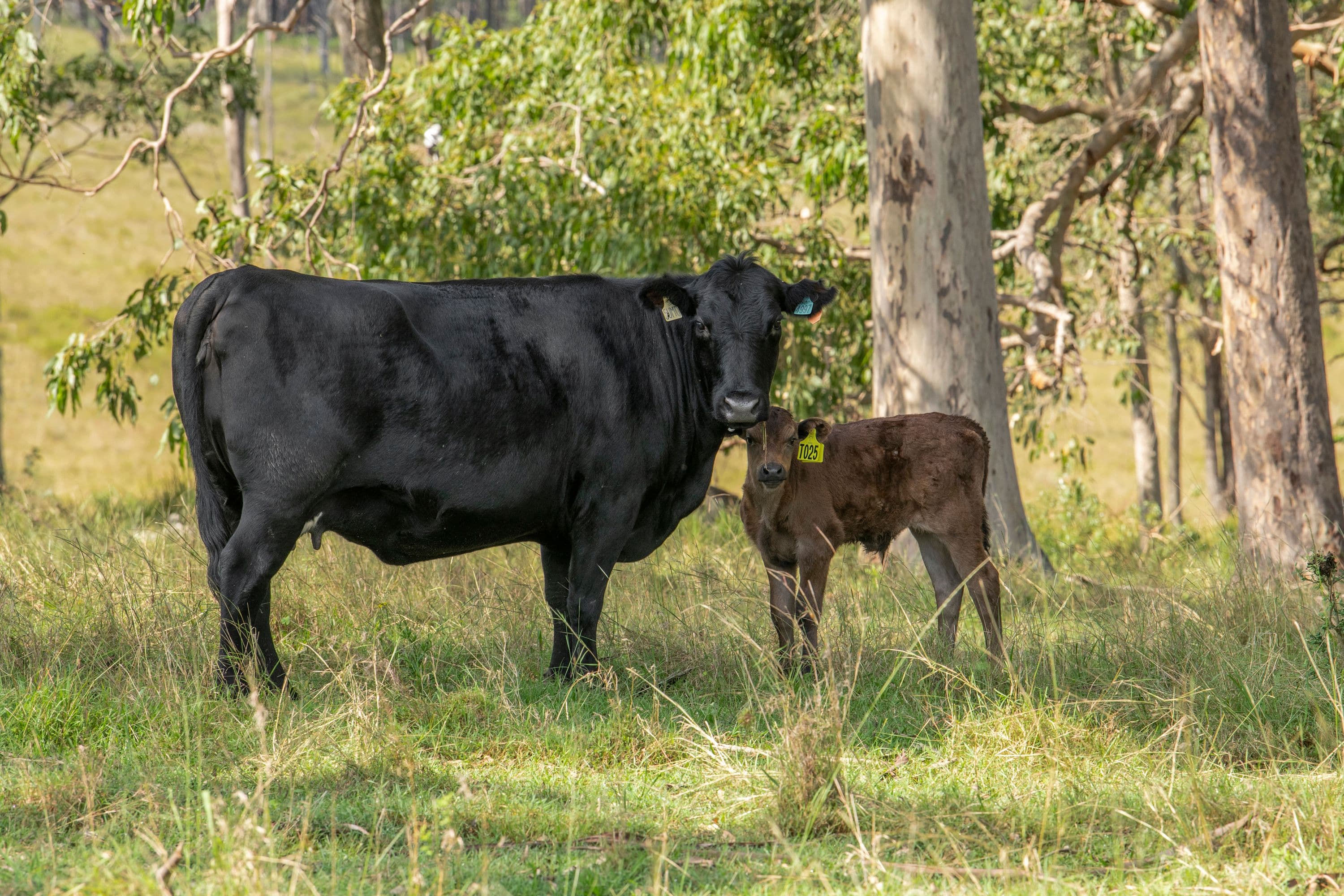 Grafton NSW 2460, Grafton - Thumbnail 8