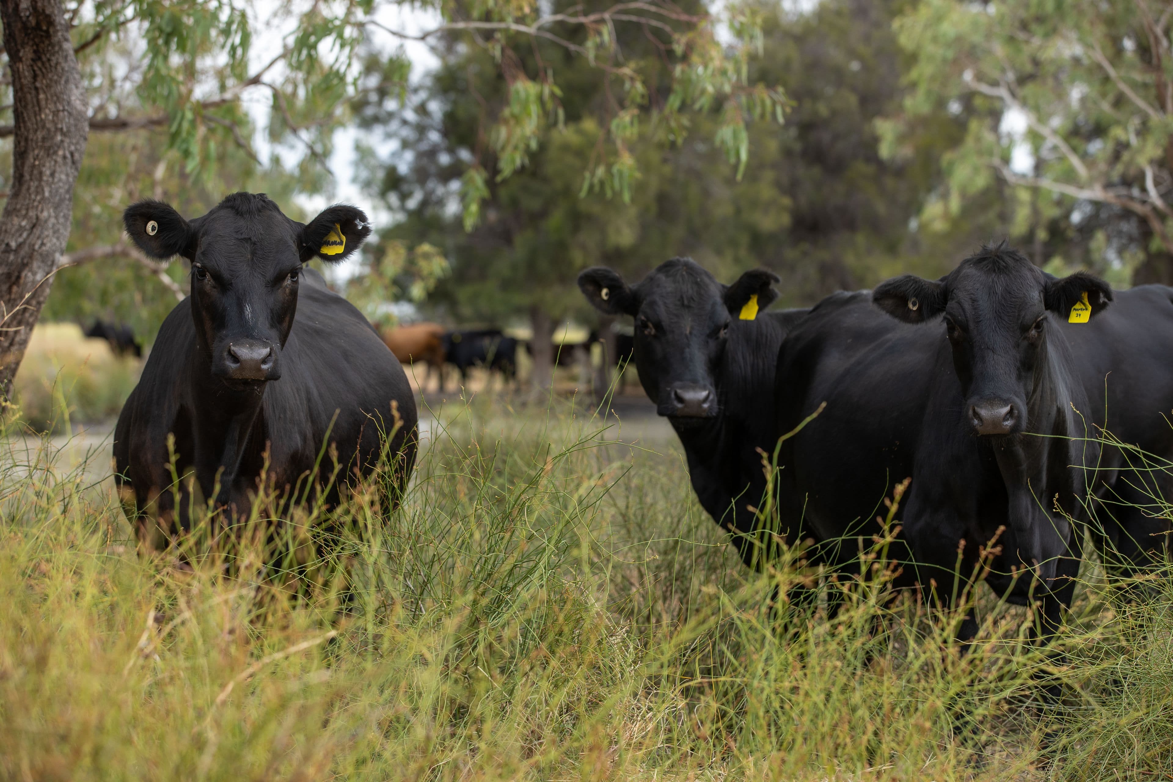 "Minnel" 1625 Minnel Road, Toobeah QLD 4498, Toobeah - Thumbnail 2