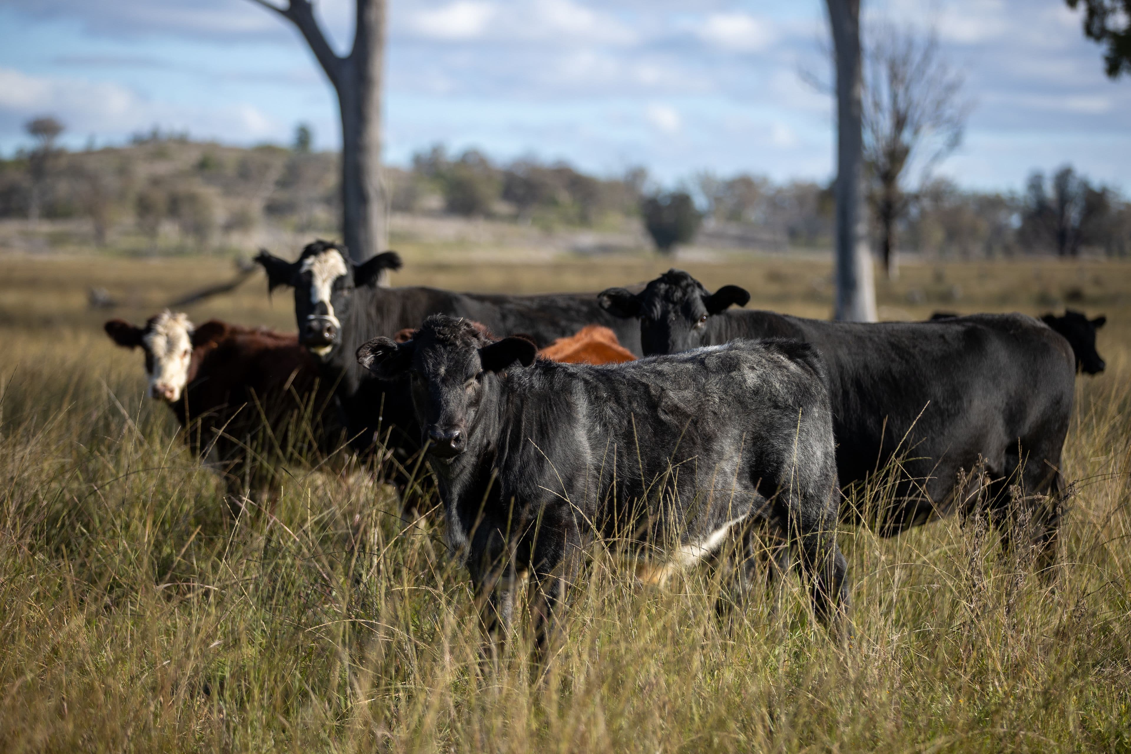 5309 Thunderbolts Way, Abington NSW 2350, Abington - Image 1