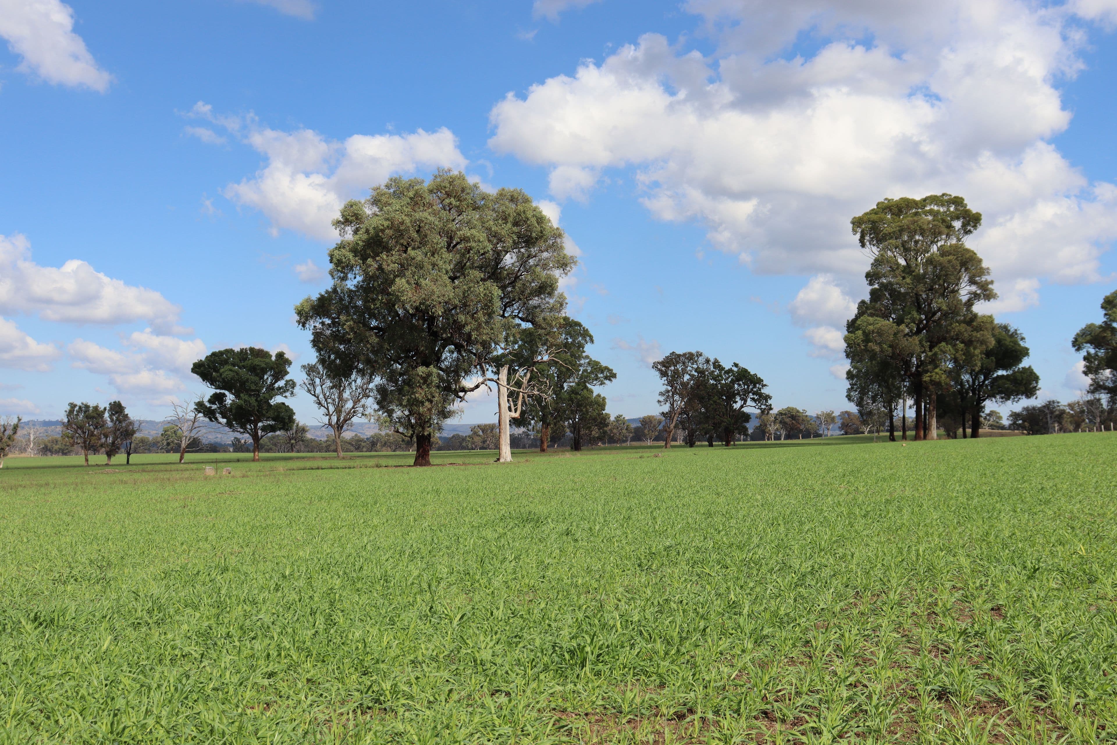 5309 Thunderbolts Way, Abington NSW 2350, Abington - Thumbnail 4
