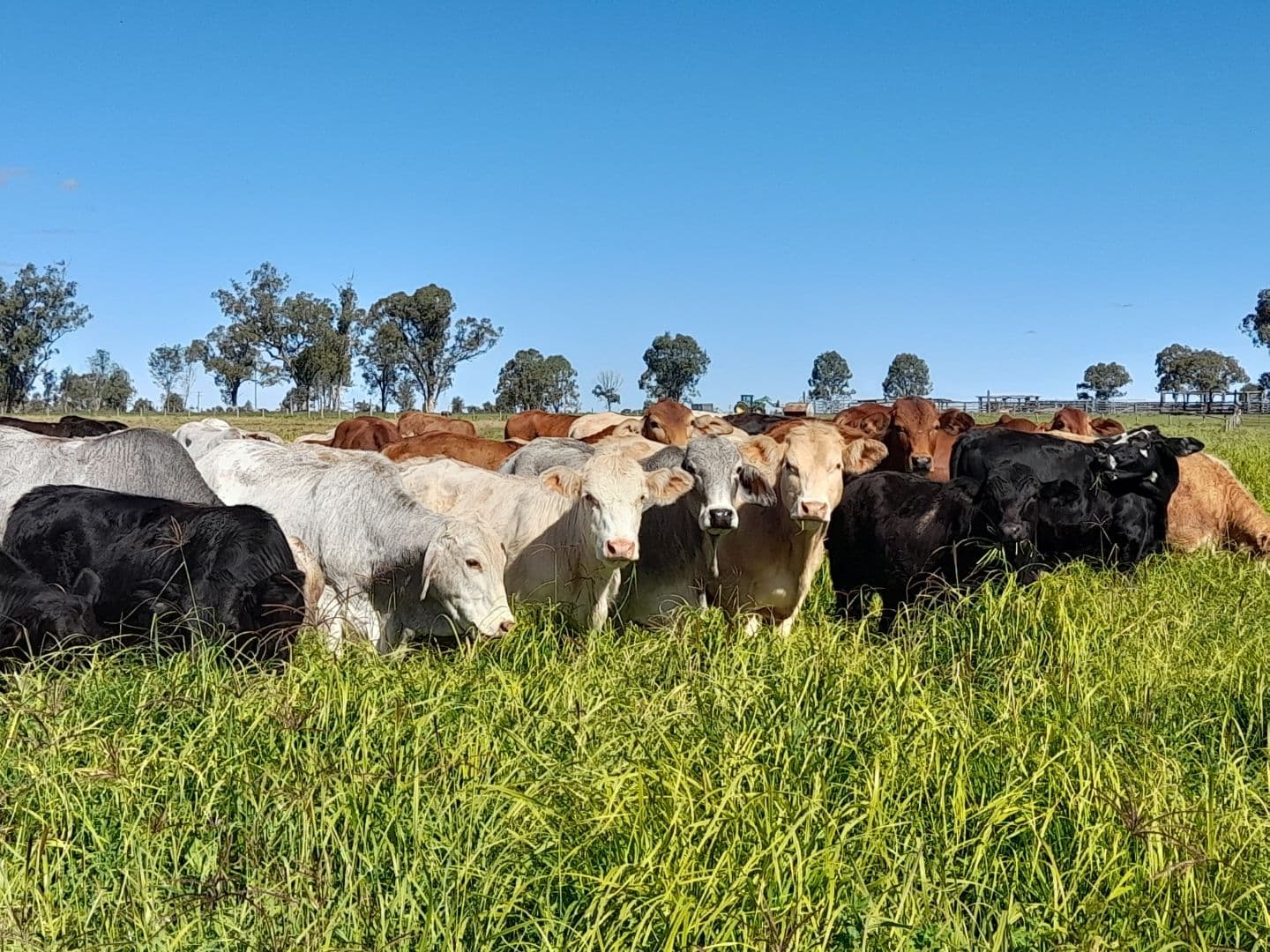 "Twin Rivers" Hawkwood Road, Mundubbera QLD 4626, Mundubbera - Image 1