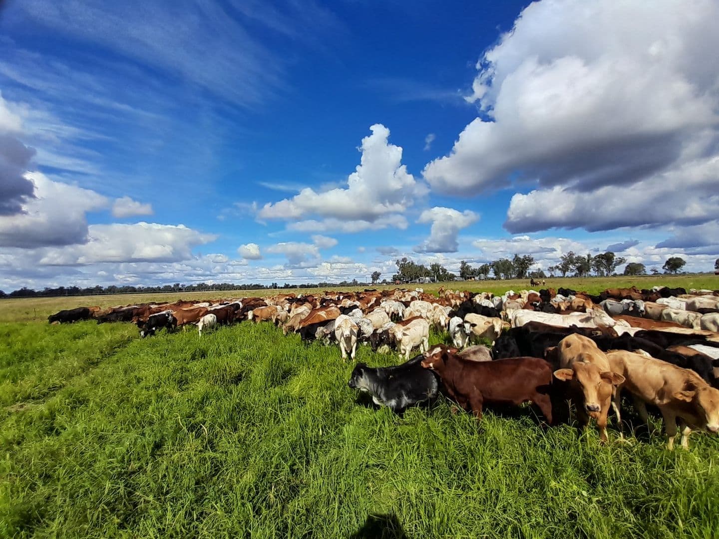 "Twin Rivers" Hawkwood Road, Mundubbera QLD 4626, Mundubbera - Thumbnail 2