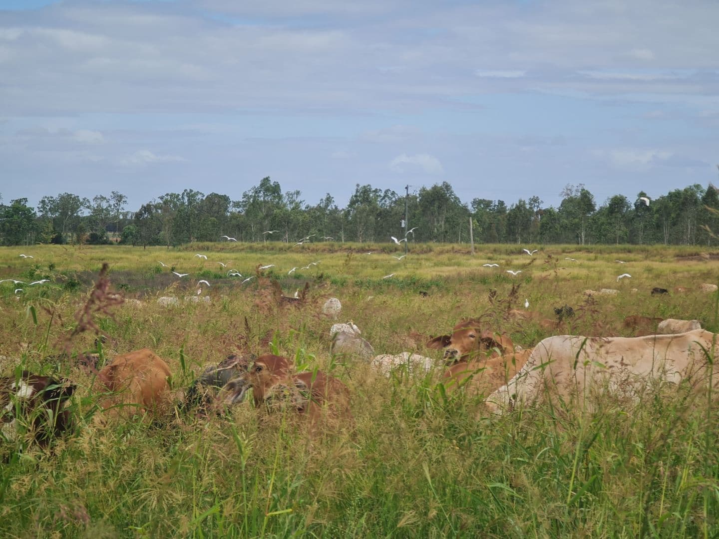 "Twin Rivers" Hawkwood Road, Mundubbera QLD 4626, Mundubbera - Thumbnail 4