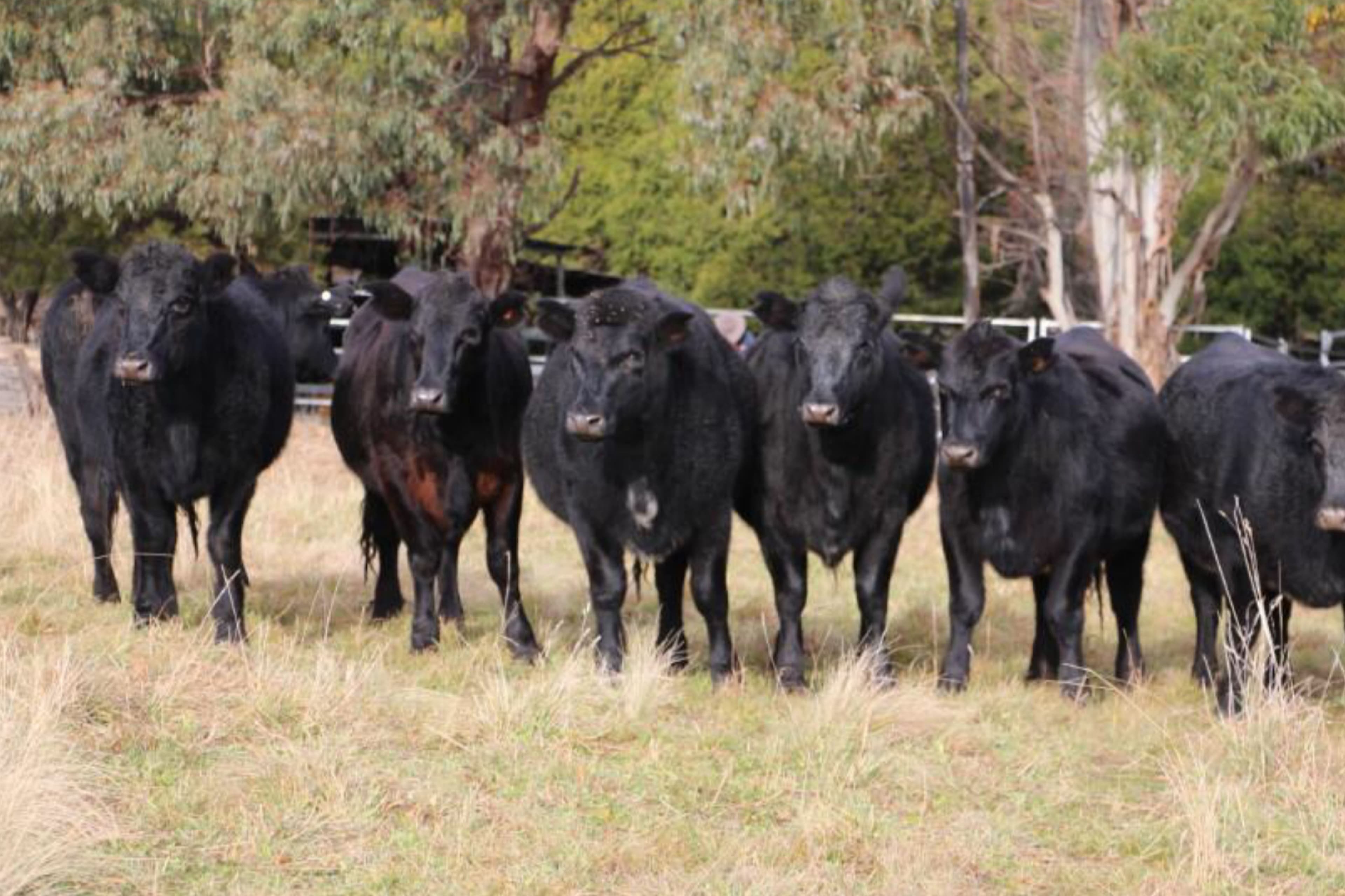 504 Moredun Road, Ben Lomond NSW 2365, Ben Lomond - Thumbnail 2