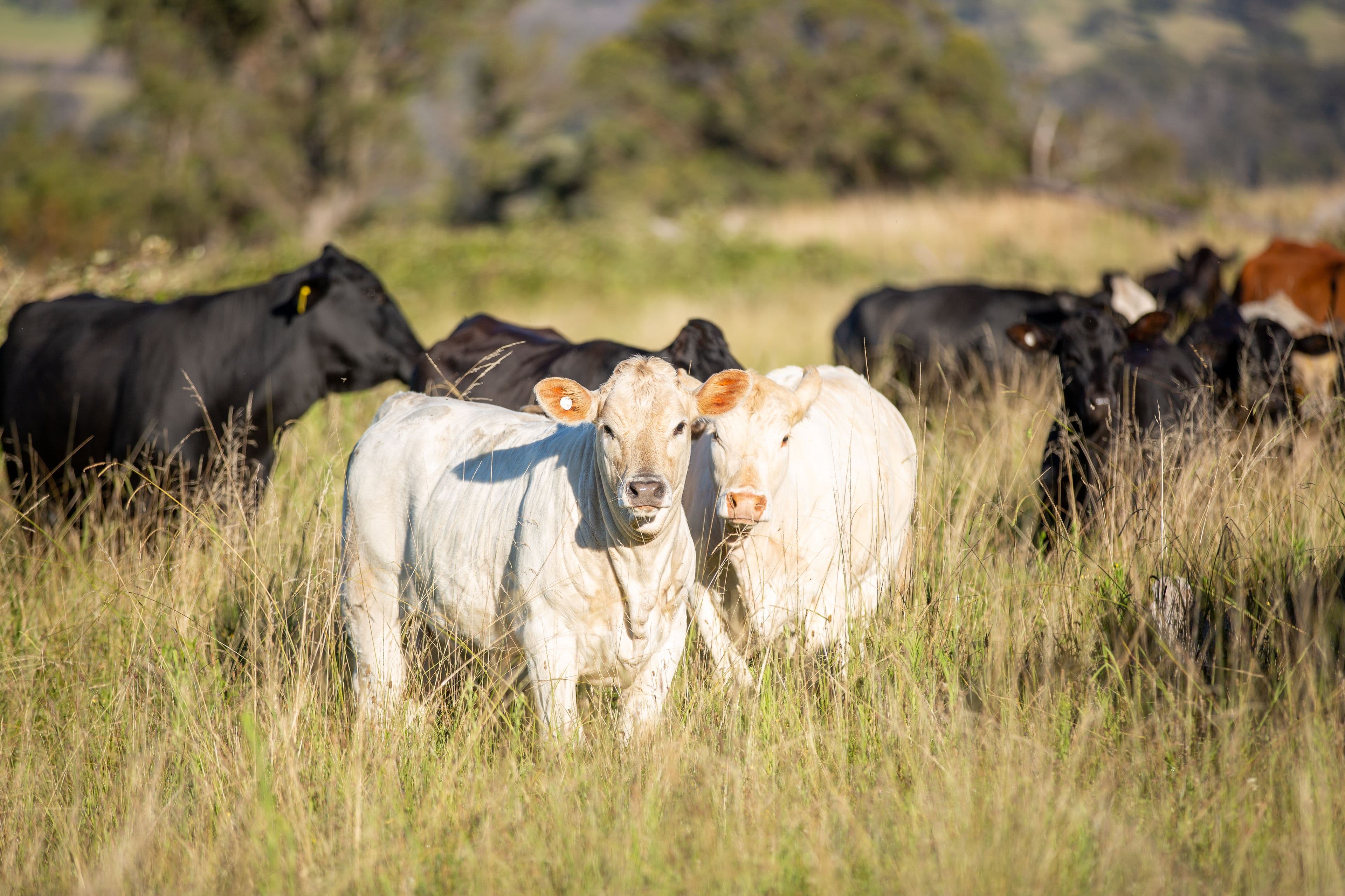 1242 Puddledock Road, Armidale NSW 2350, Armidale - Thumbnail 2