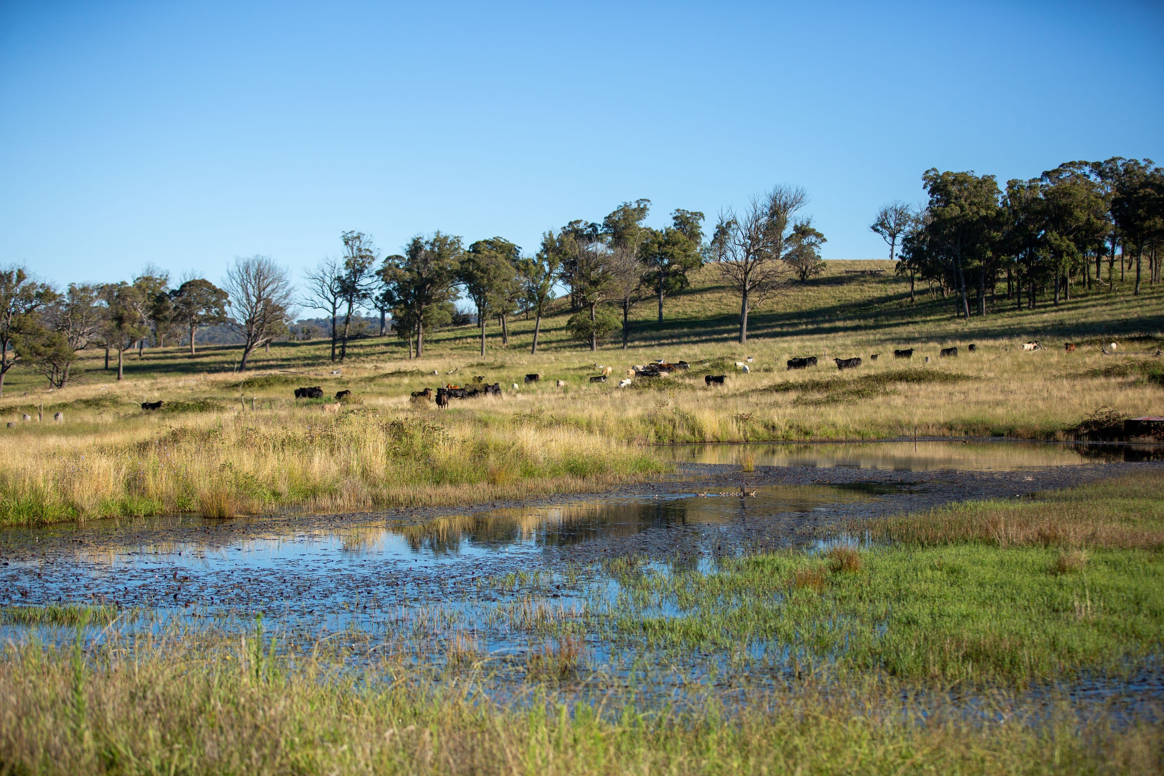 1242 Puddledock Road, Armidale NSW 2350, Armidale - Thumbnail 5