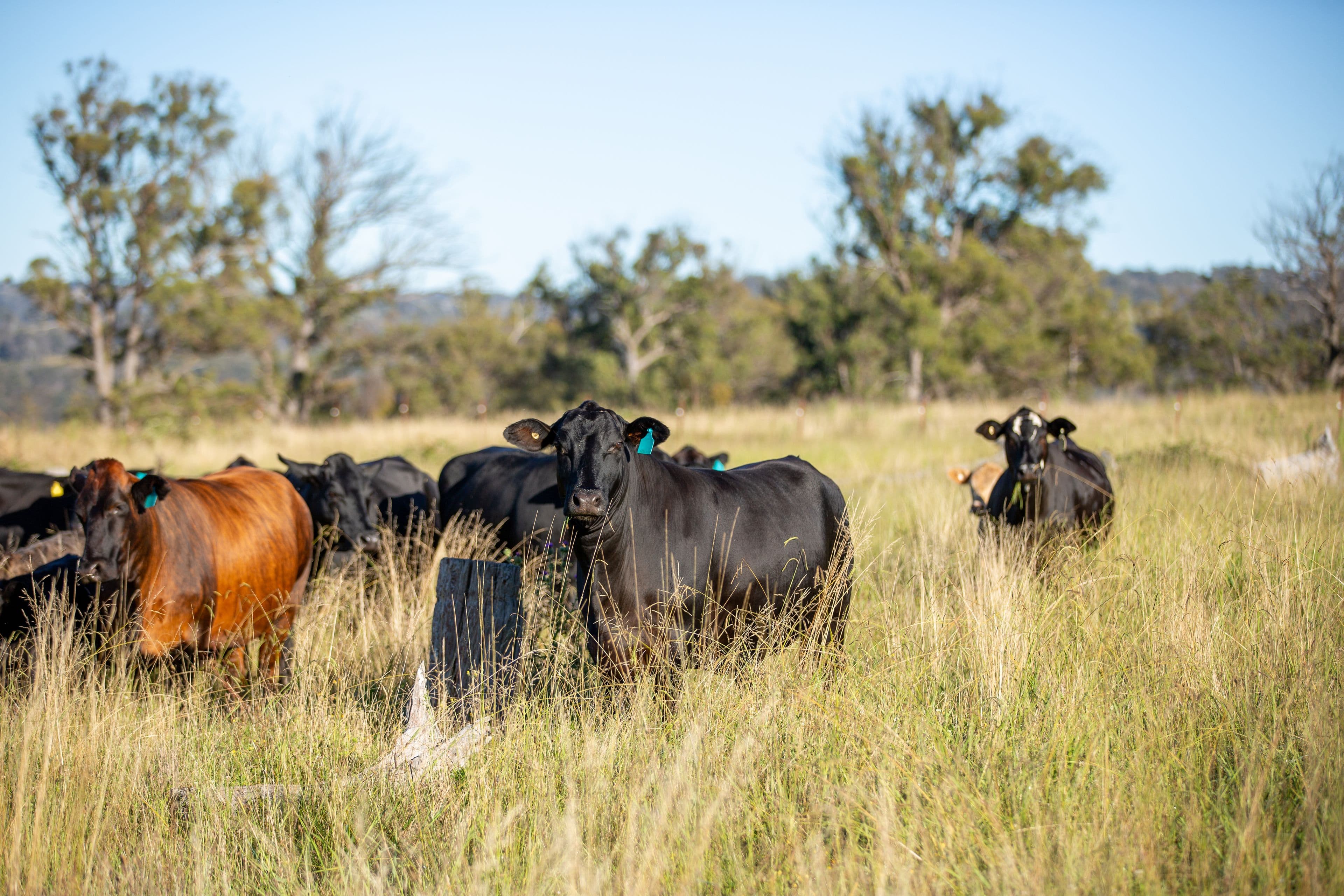 1242 Puddledock Road, Armidale NSW 2350, Armidale - Thumbnail 6
