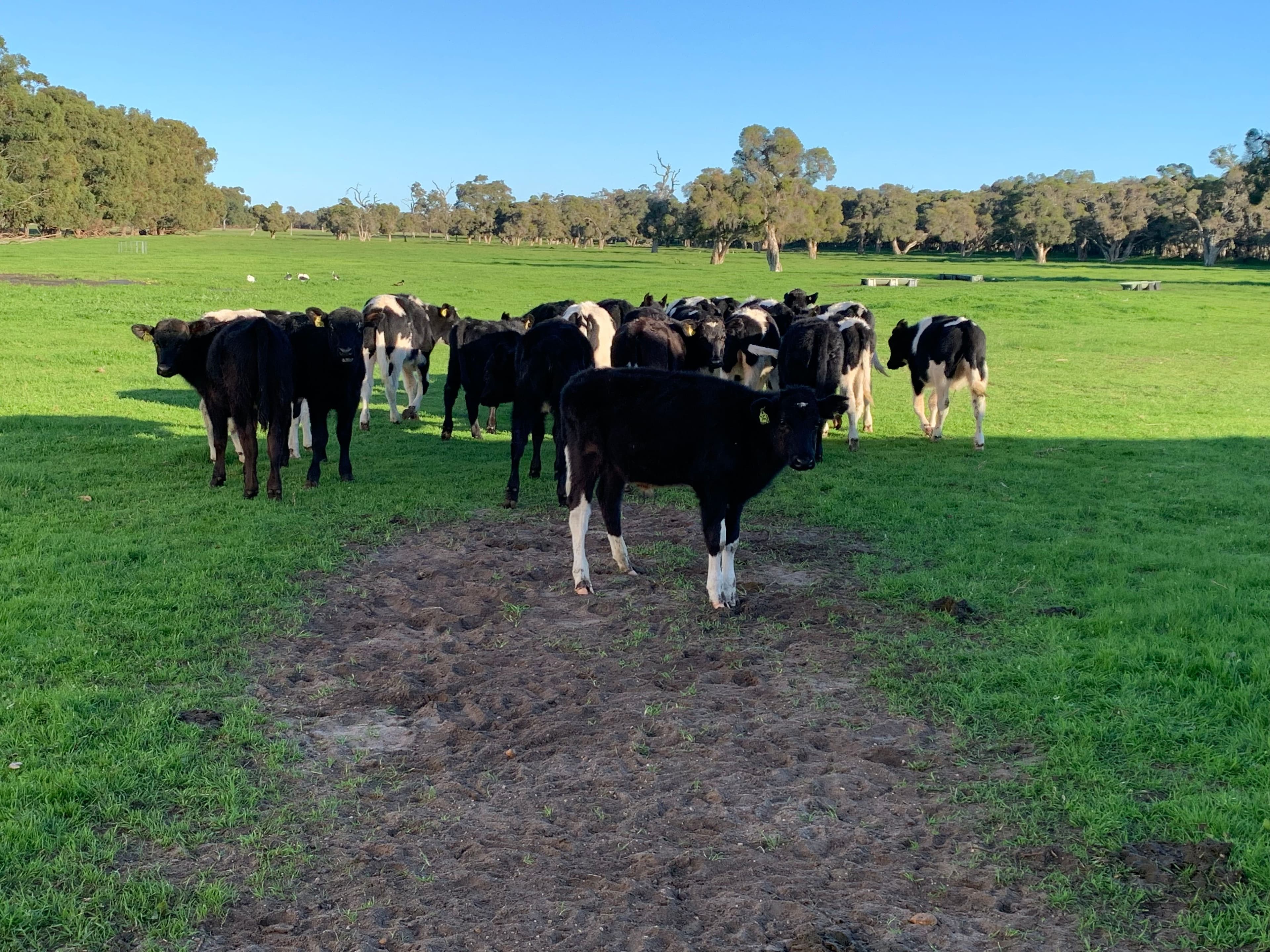 Enrick Farm, Orton Road, Oldbury WA 6121, Oldbury - Image 1